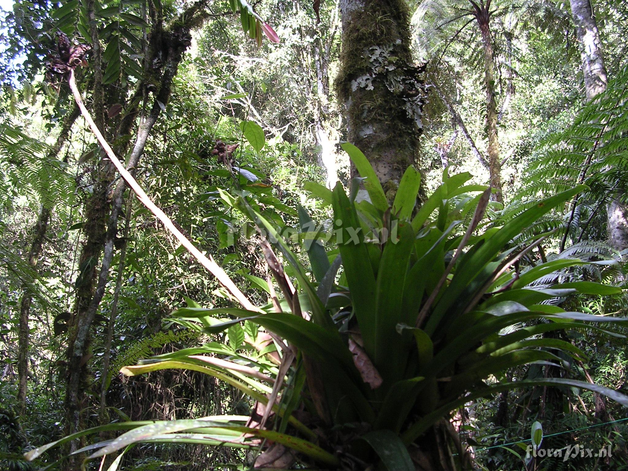 Guzmania confusa L.B. Sm.