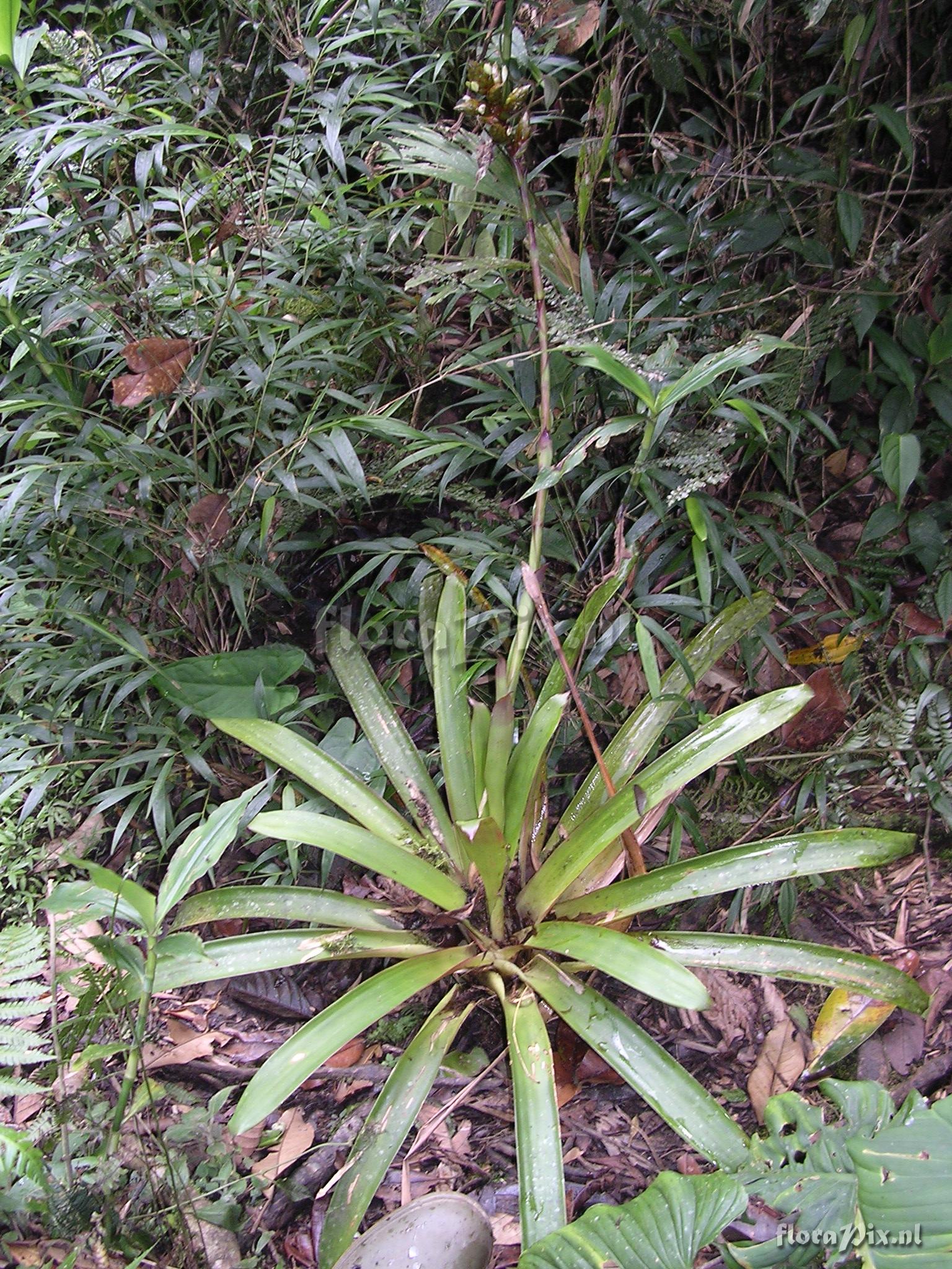 Guzmania confusa L.B. Sm.