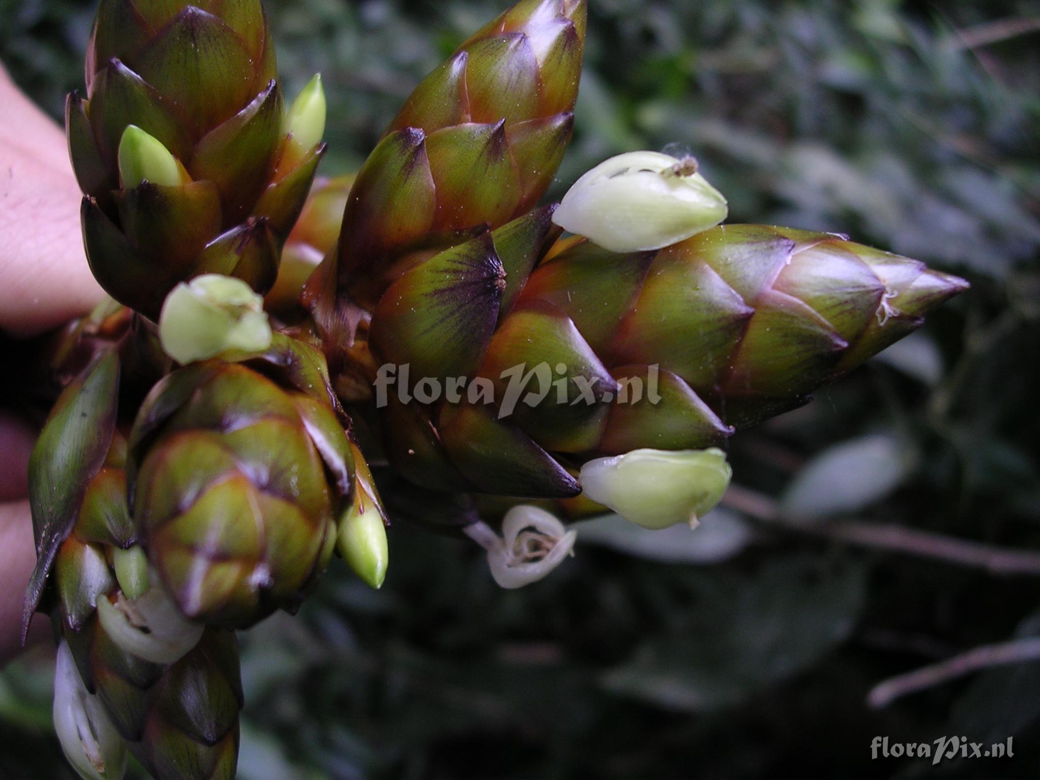 Guzmania confusa L.B. Sm.