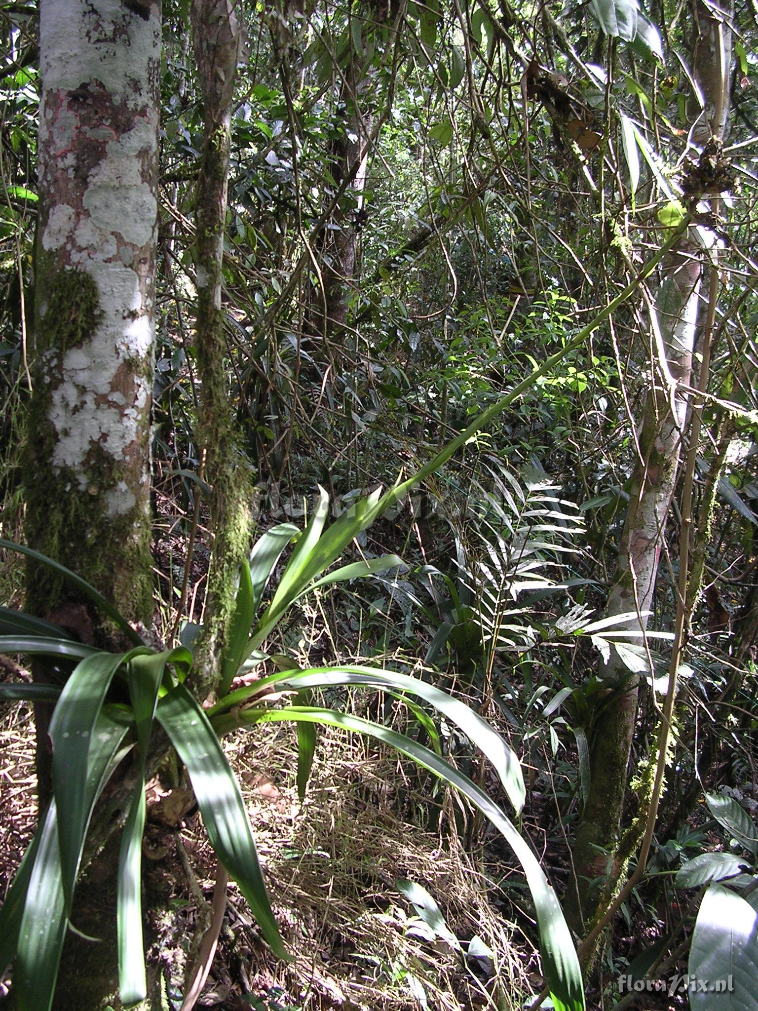 Guzmania confusa L.B. Sm.