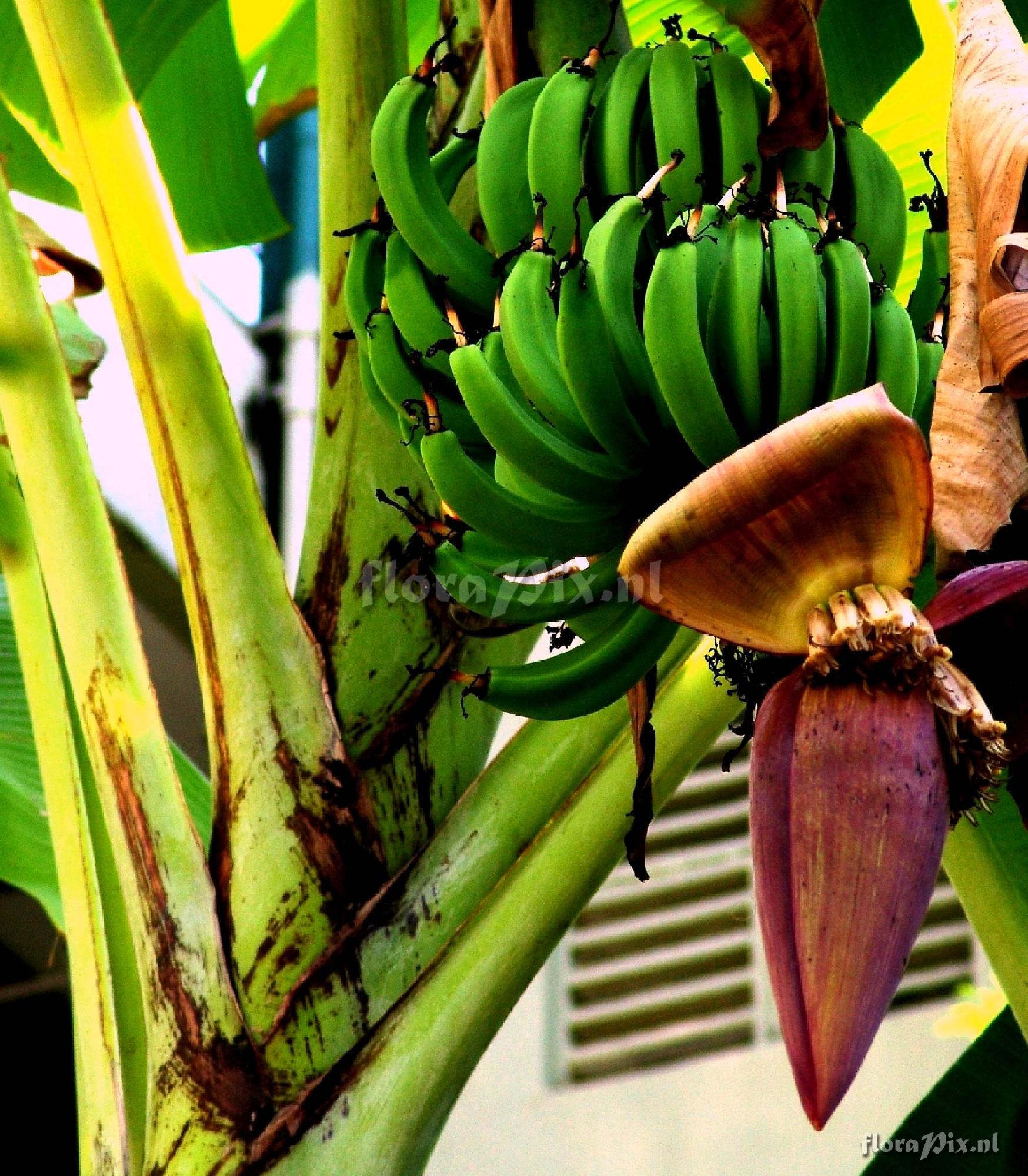 Musa sp. Musaceae