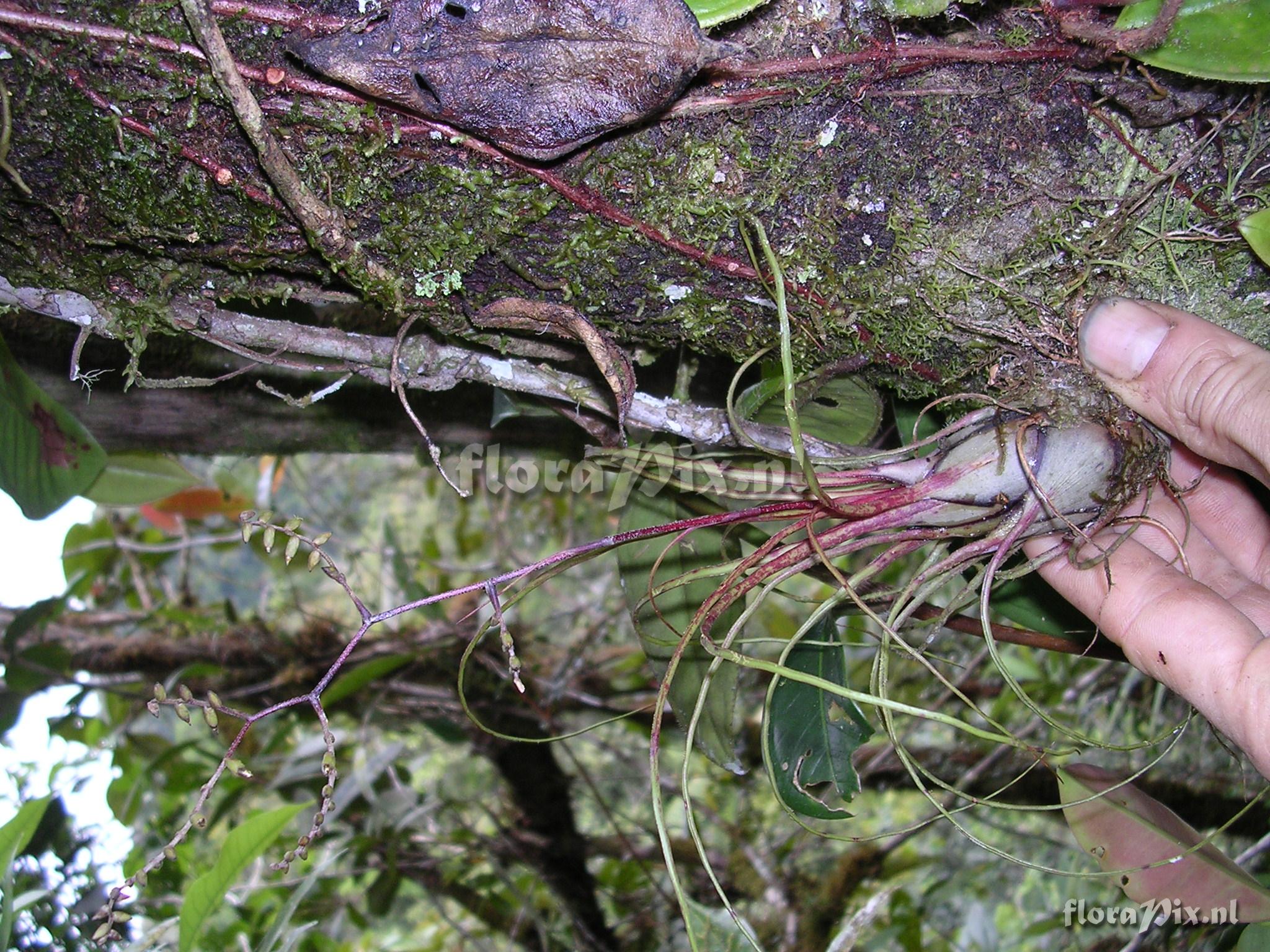 Racinaea parviflora (Ruiz & Pav.) M.A. Spencer & L.B. Sm.