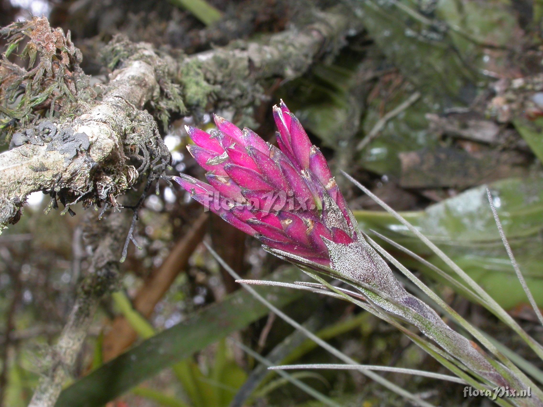 Tillandsia floribunda Kunth