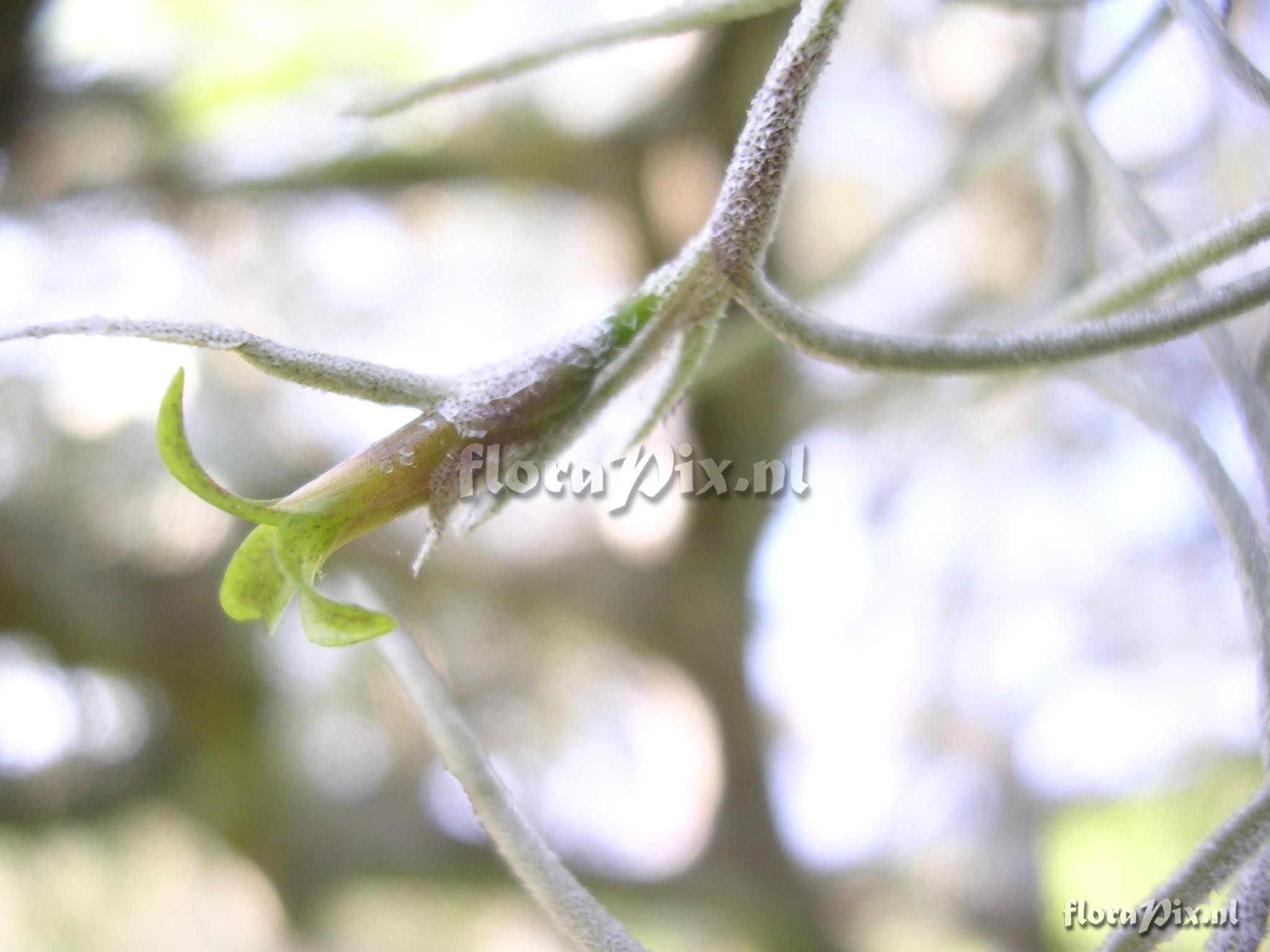 Tillandsia usneoides (L.) Linn