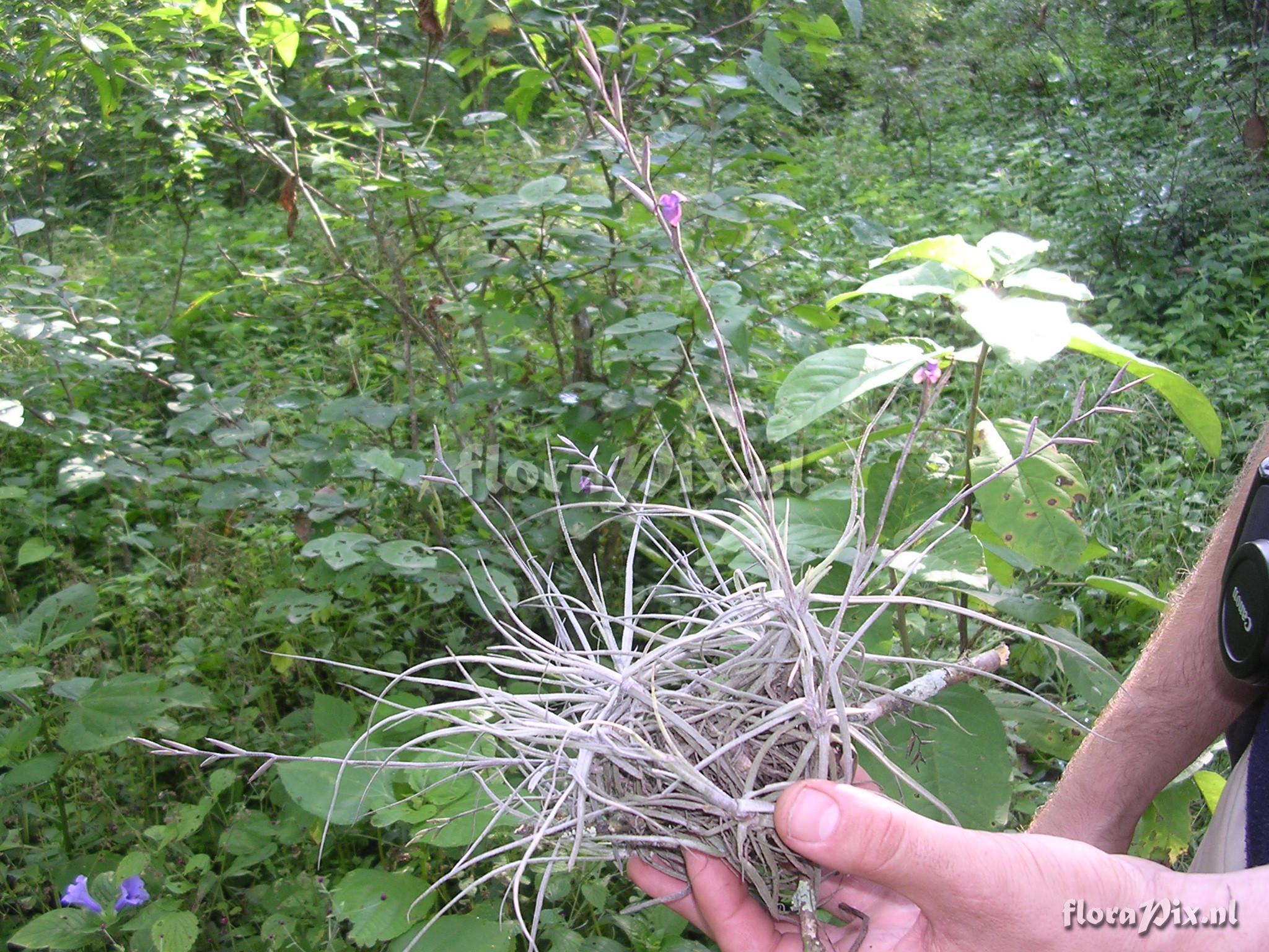 Tillandsia caerulea Kunth