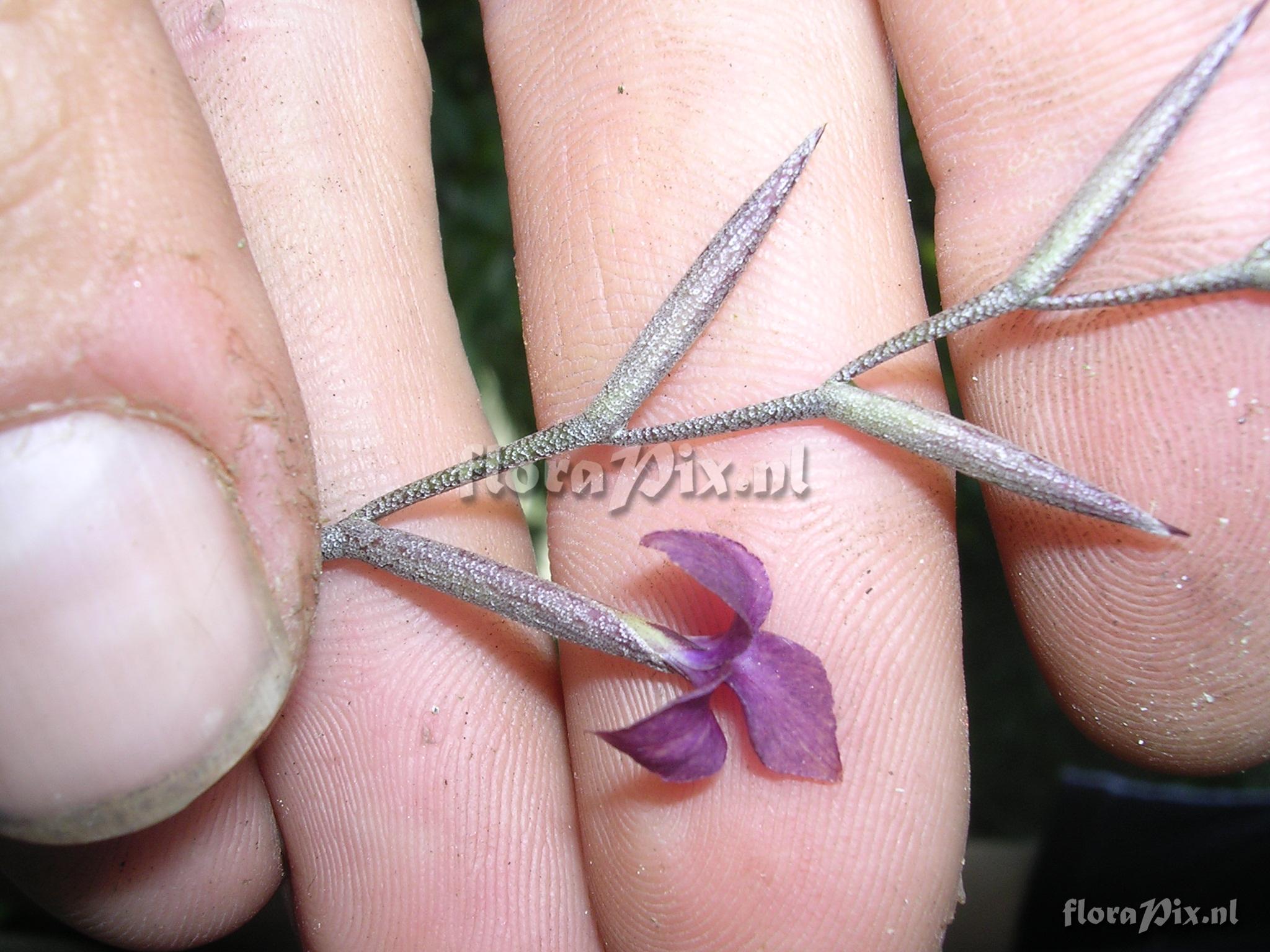 Tillandsia caerulea Kunth