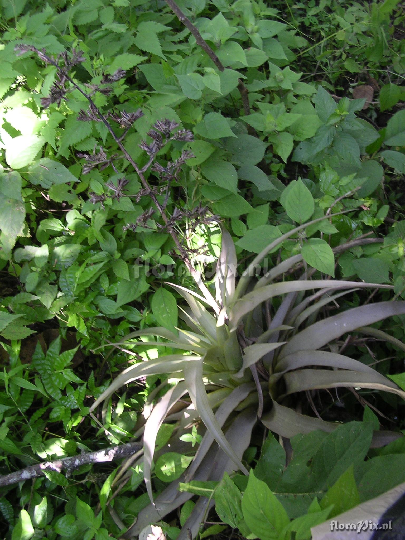 Racinaea multiflora var. tomensis (Benth.) M.A.Spencer & L.B. Sm.