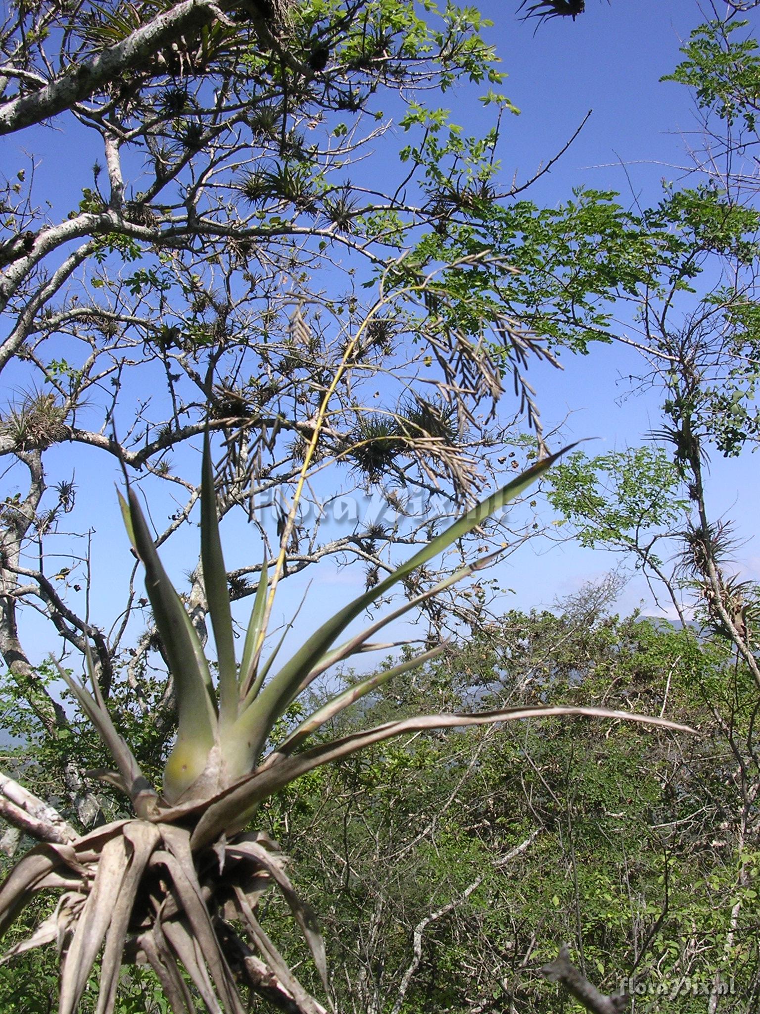 Racinaea pugiformis (L.B. Sm.) M.A.Spencer & L.B.Sm.