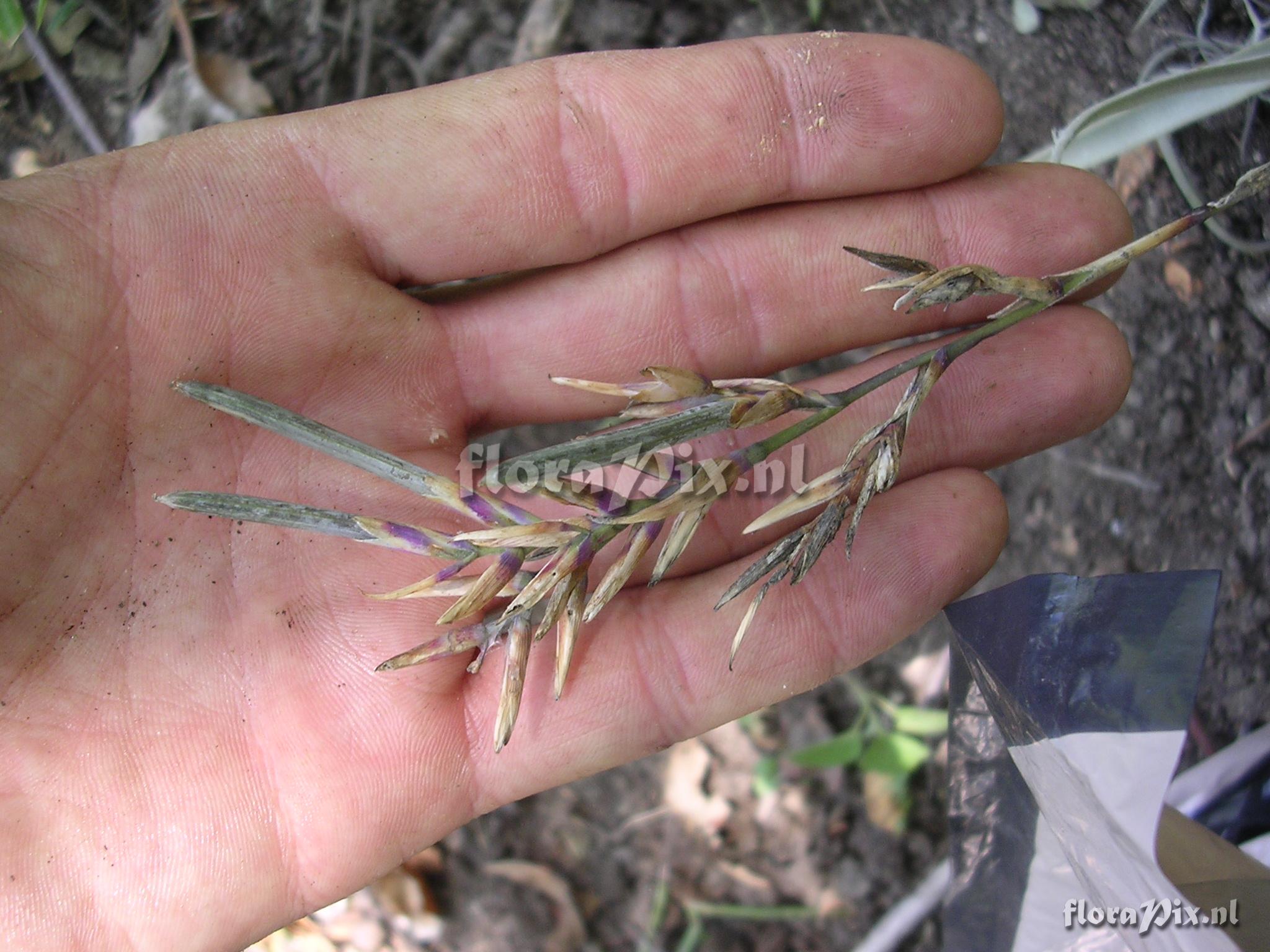 Tillandsia straminea Kunth