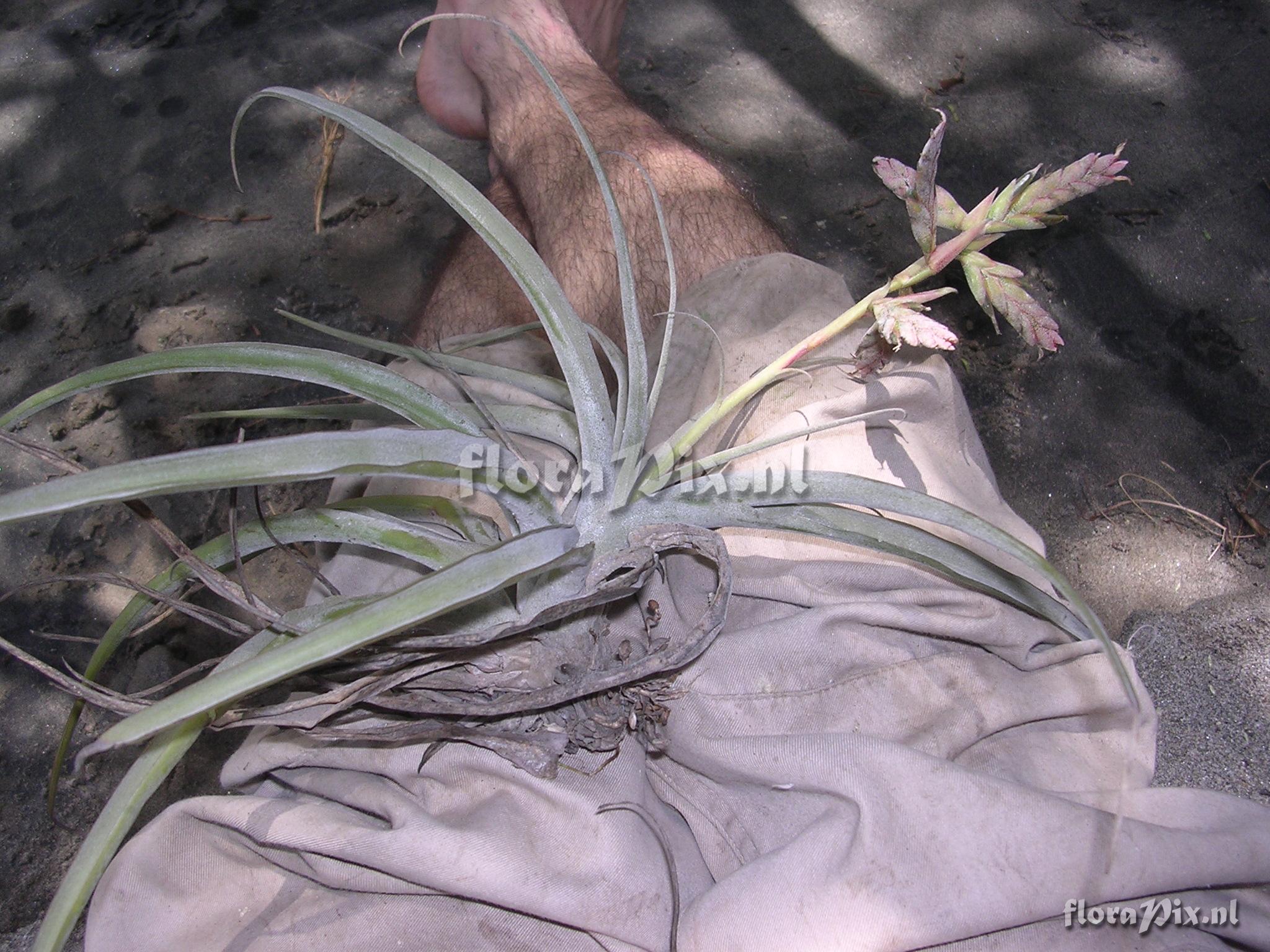 Tillandsia latifolia