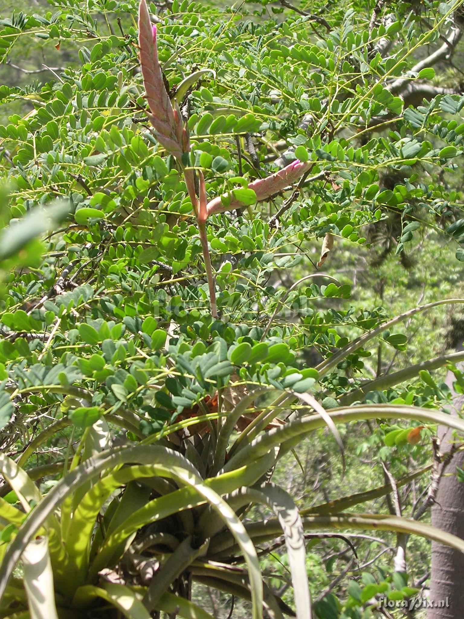 Tillandsia latifolia