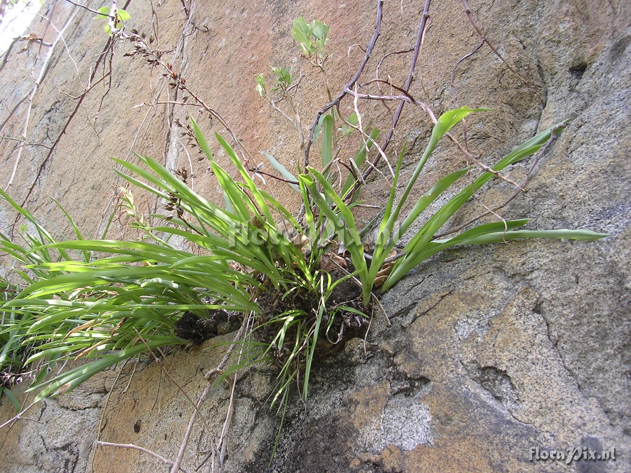 Pitcairnia sp. nov. (conocido como P. oblongifolia) 