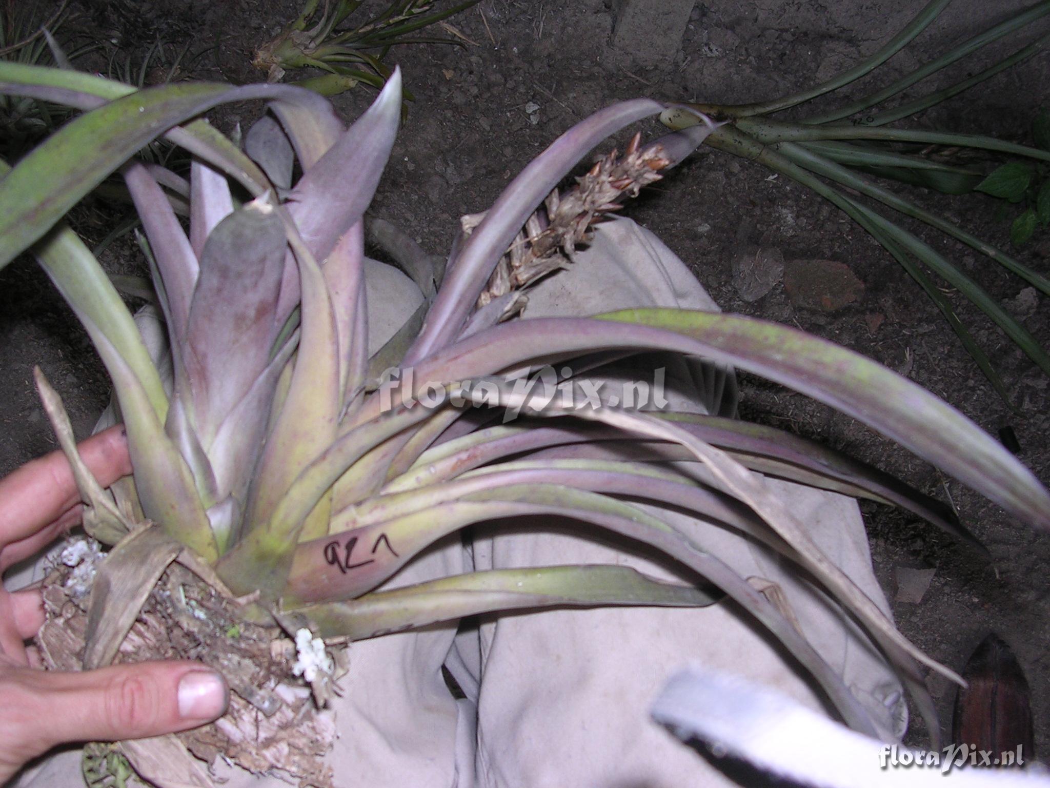 Guzmania monostachia (L.) Rusby ex Mez