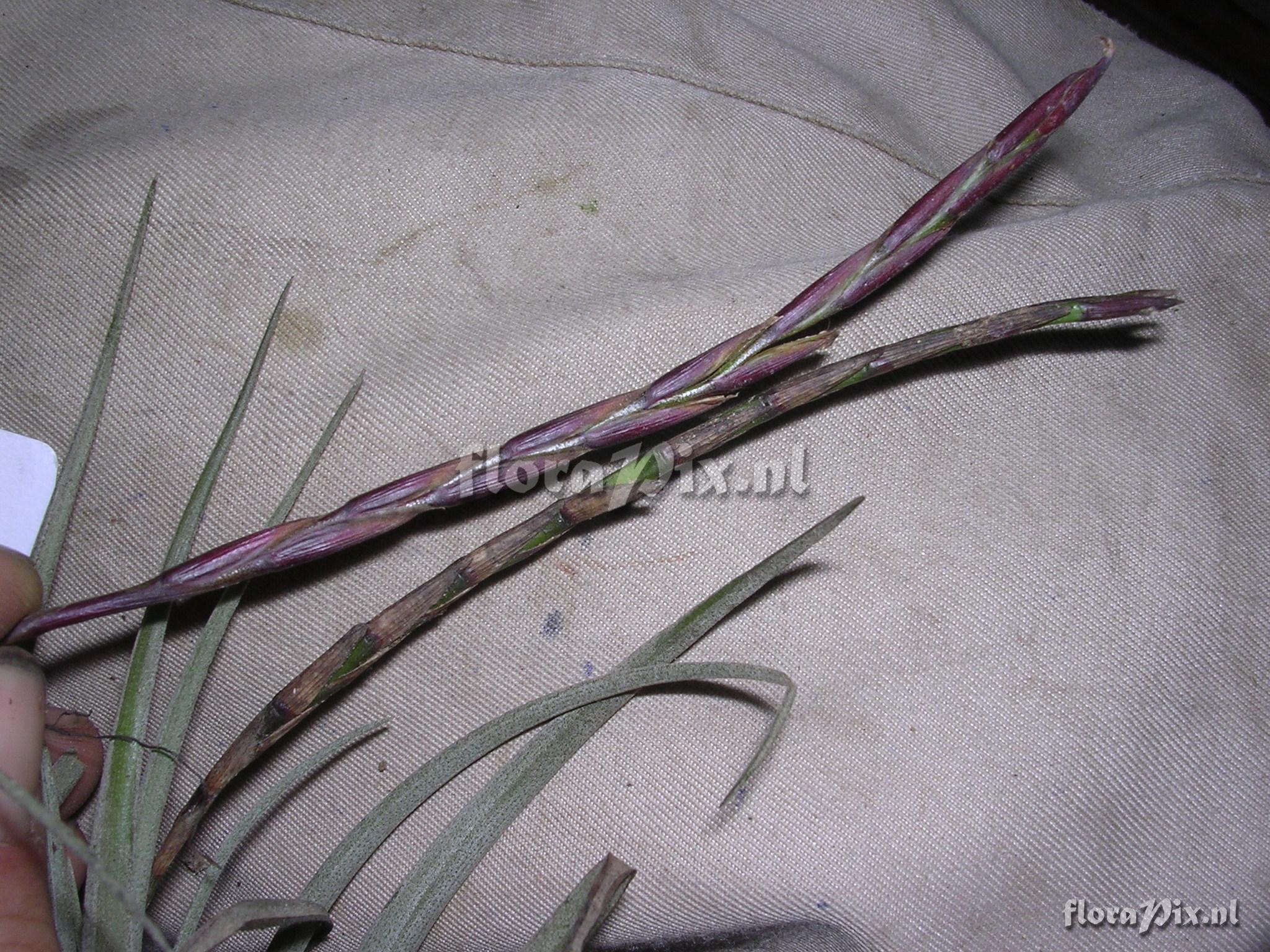 Tillandsia trichoglochinoides C. Presl