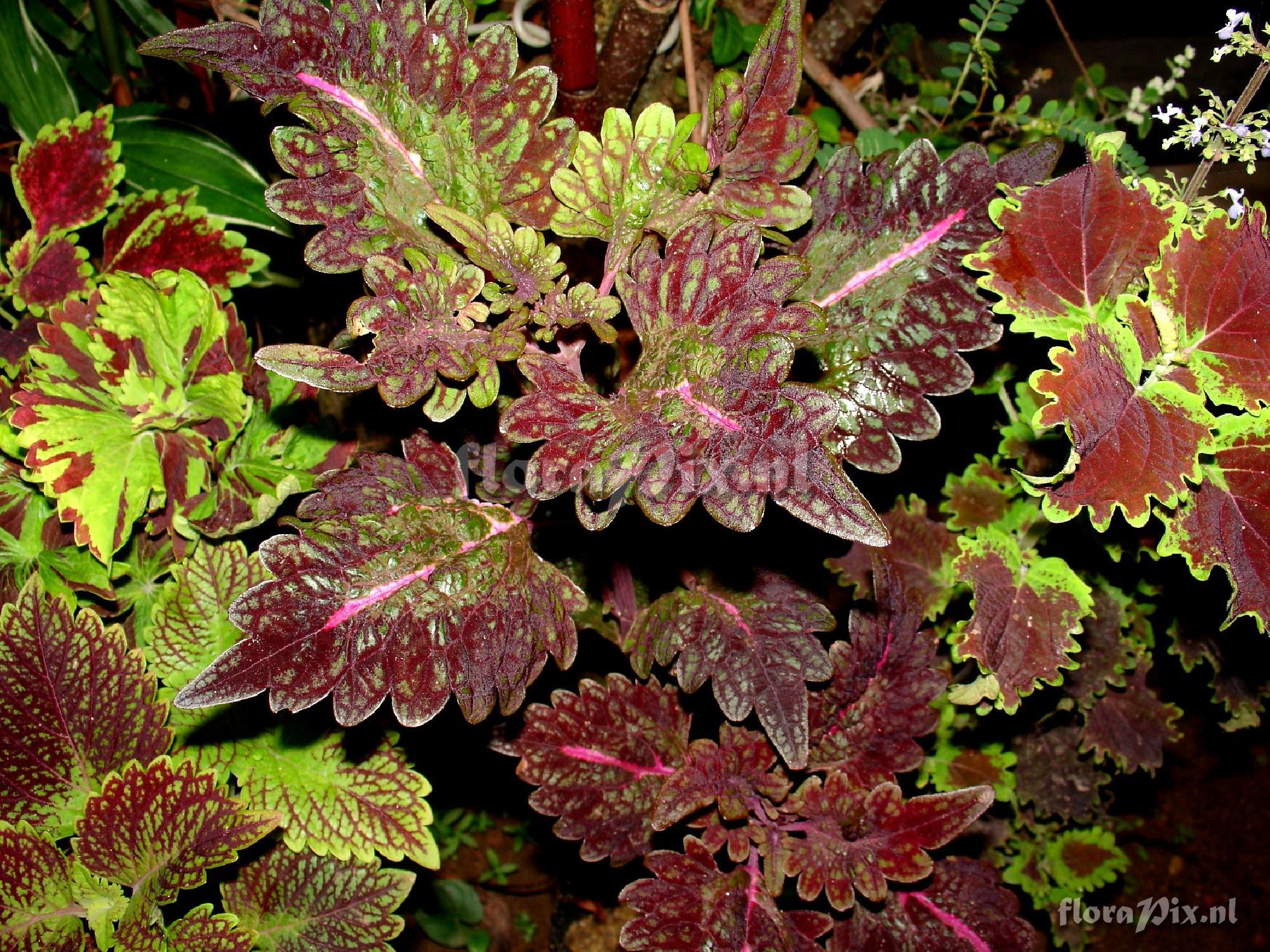 Coleus sp. Cultivar