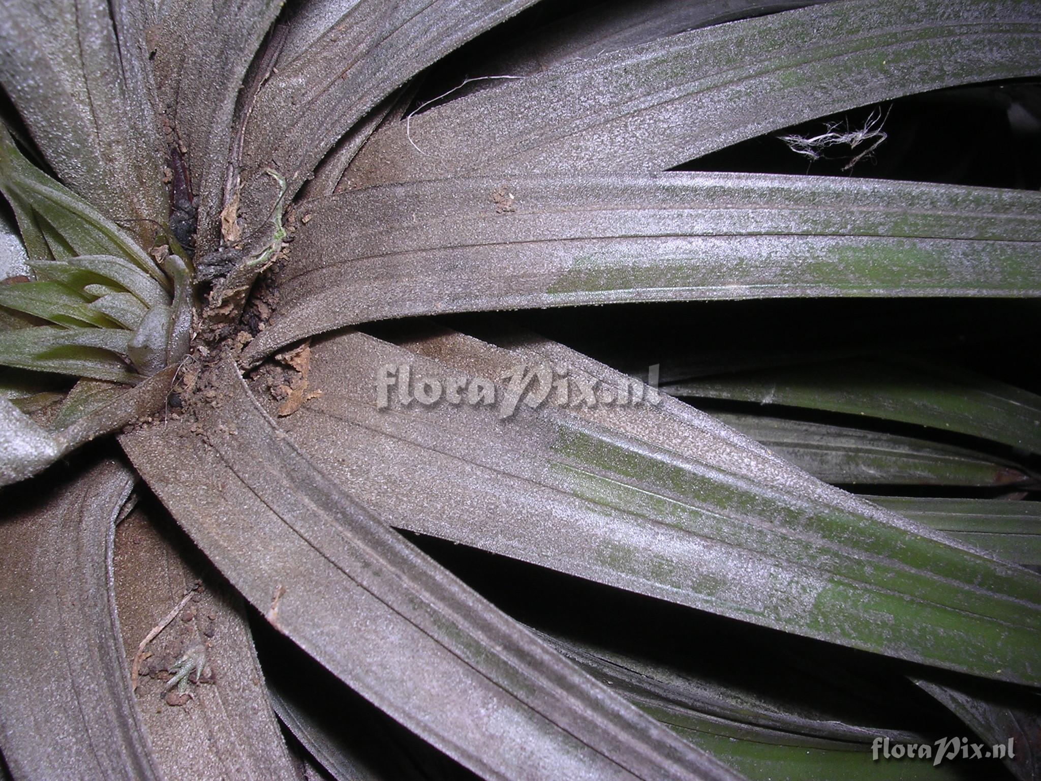 Tillandsia floribunda Kunth