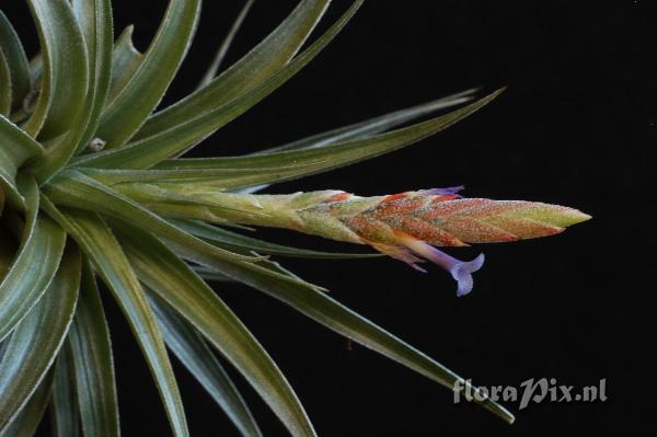 Tillandsia comarapaensis