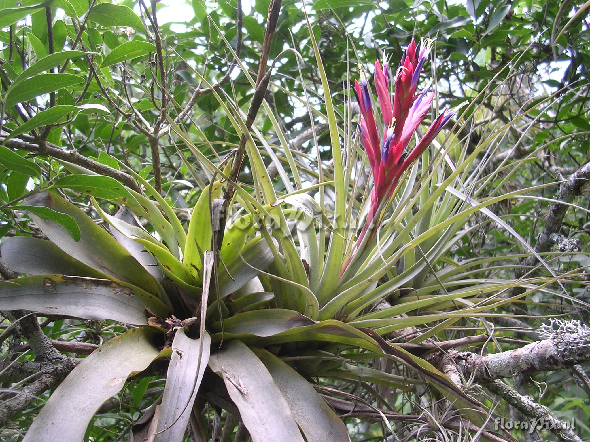 Racinaea multiflora var. tomensis (Benth.) M.A.Spencer & L.B. Sm.