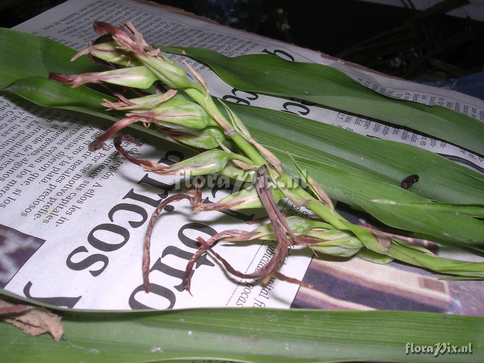 Pitcairnia sp. nov. (conocido como P. oblongifolia) 