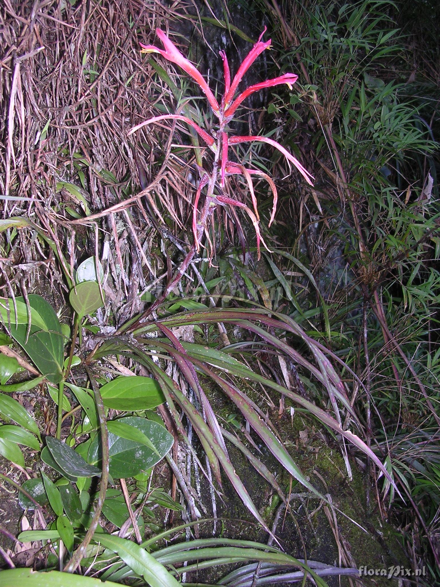 Pitcairnia riparia Mez