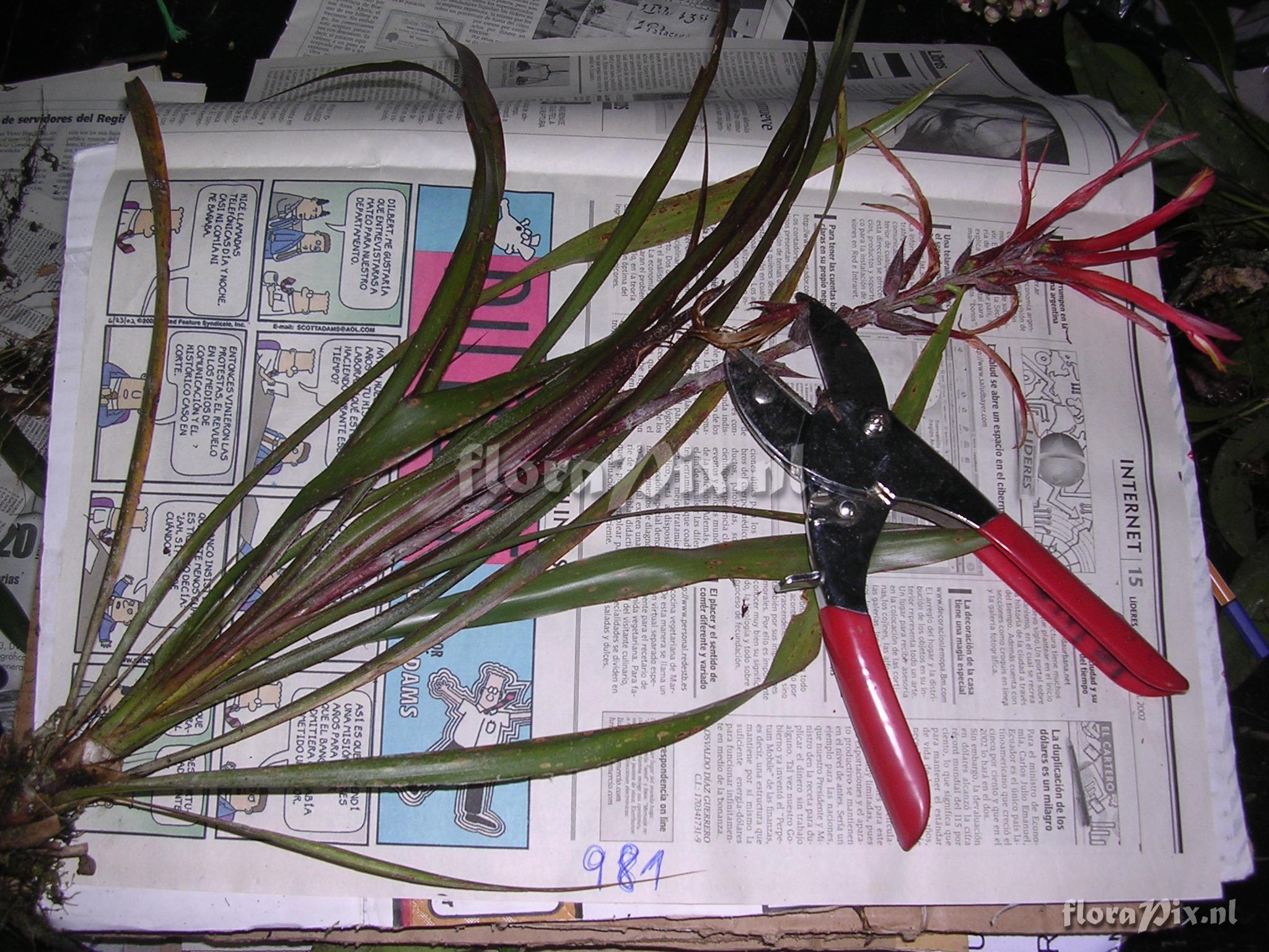 Pitcairnia riparia Mez