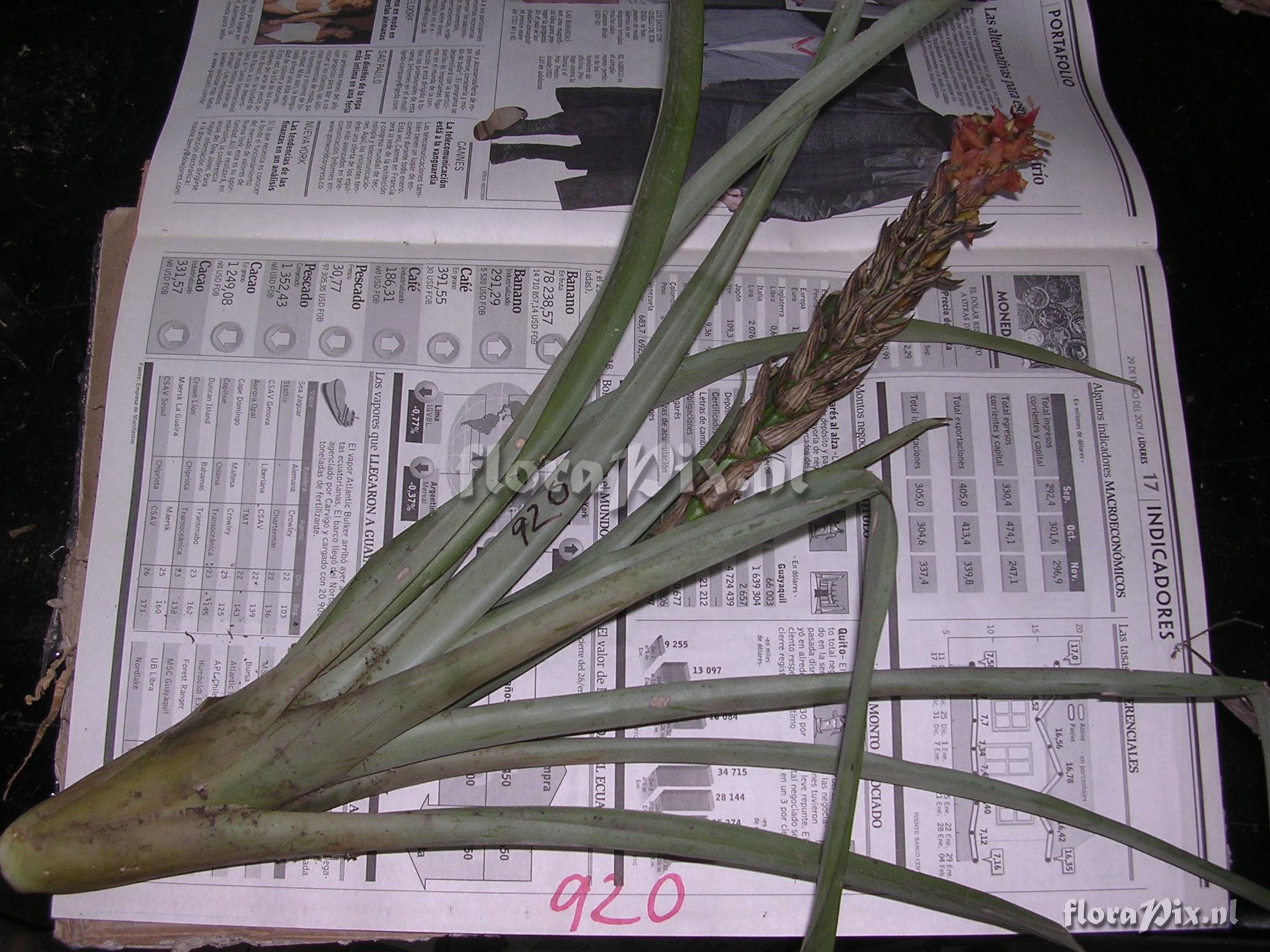 Guzmania monostachia (L.) Rusby ex Mez