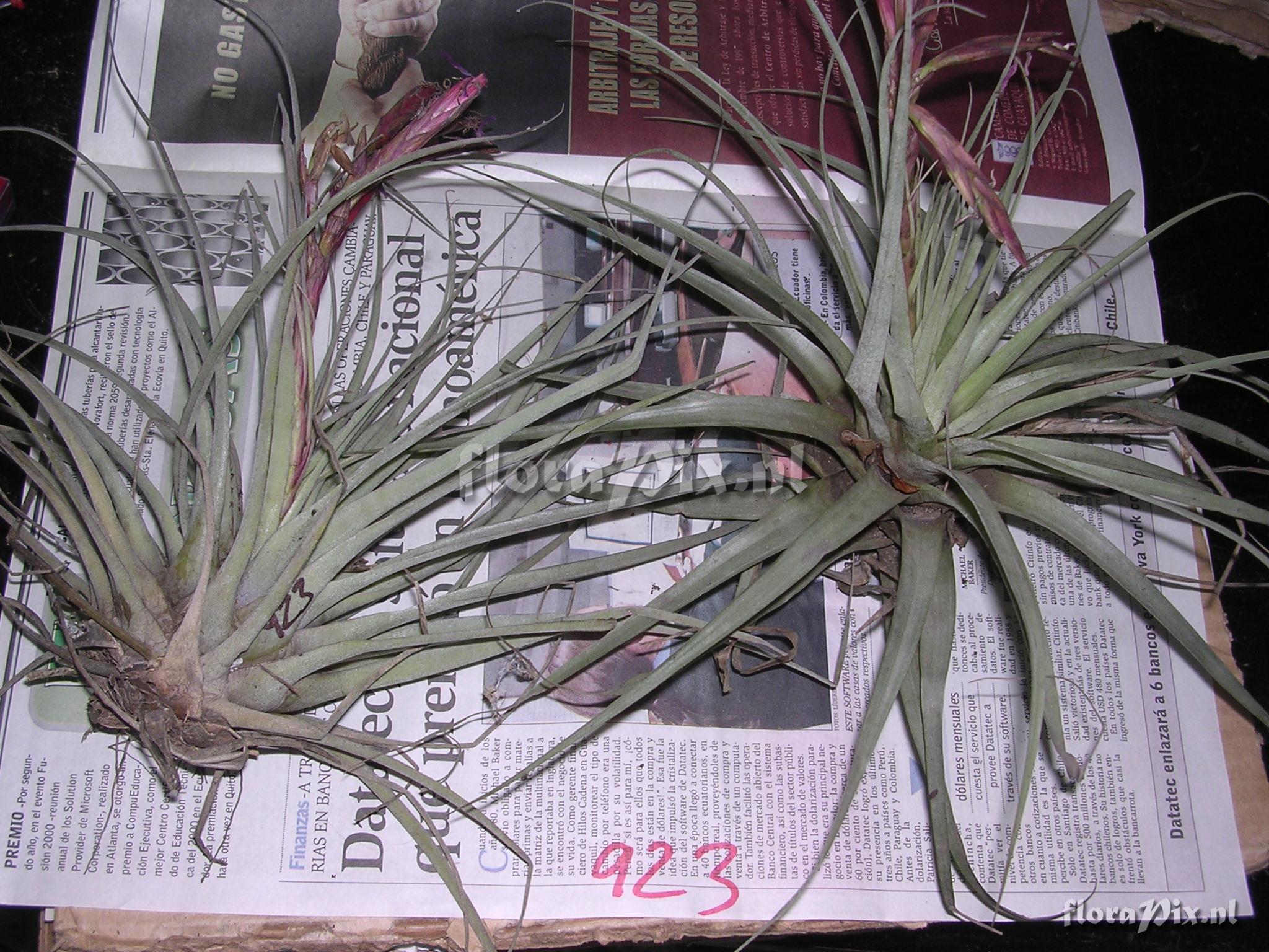 Tillandsia flagellata L.B. Sm.