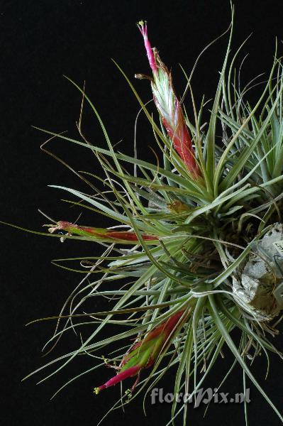 Tillandsia concolor