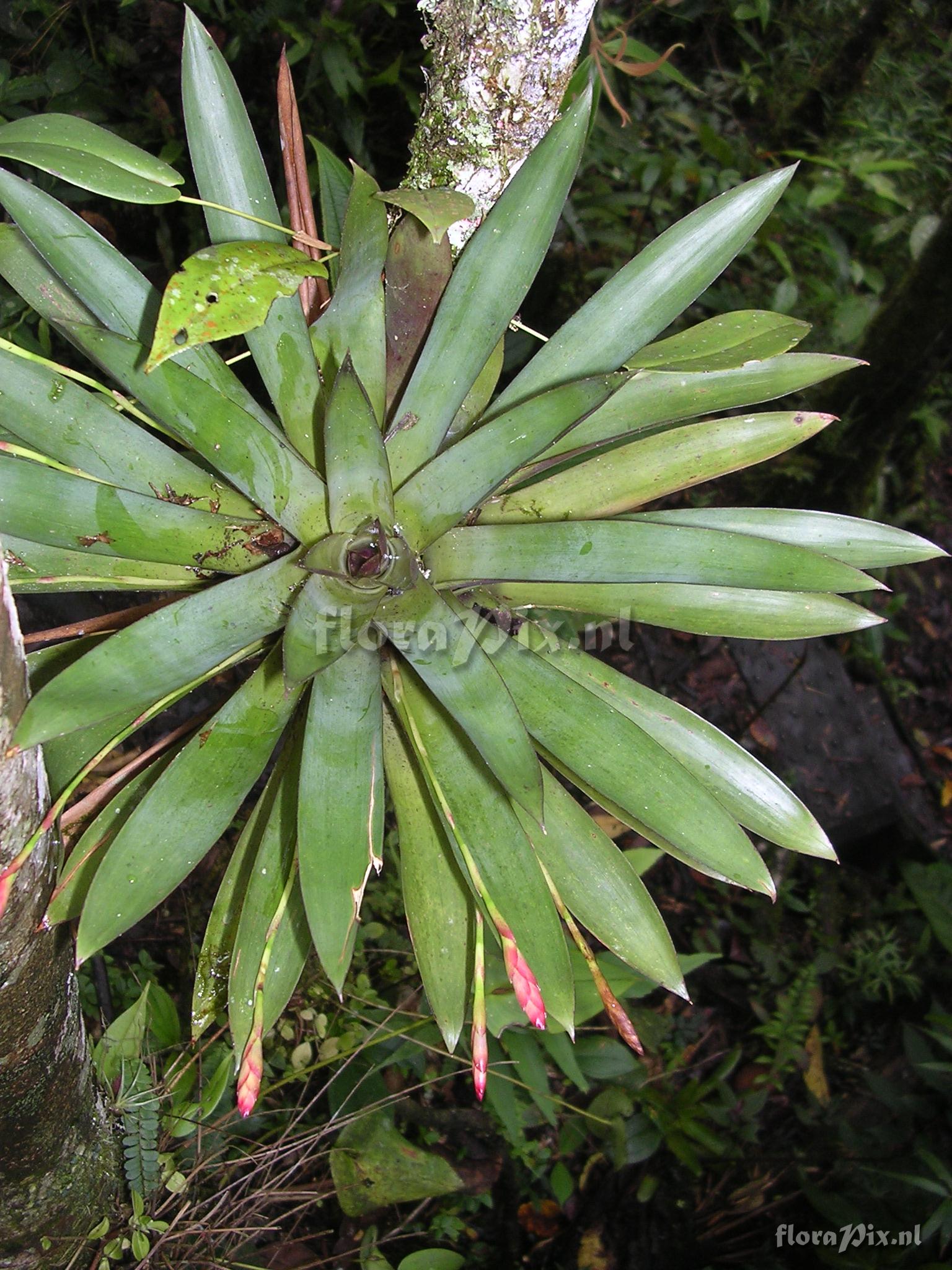 Tillandsia complanata Benth. ssp. complanata Gilmartin