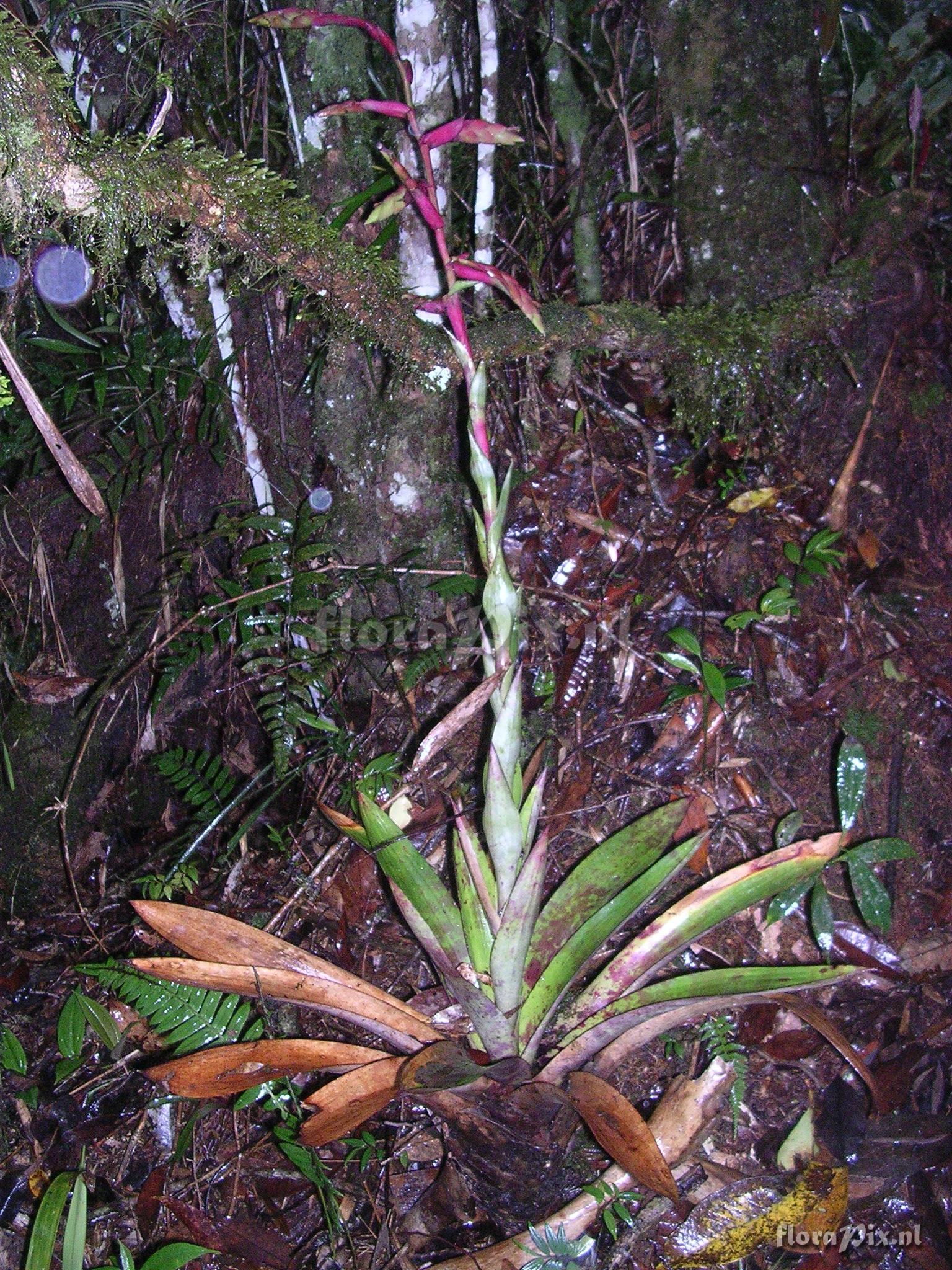 Tillandsia fendleri