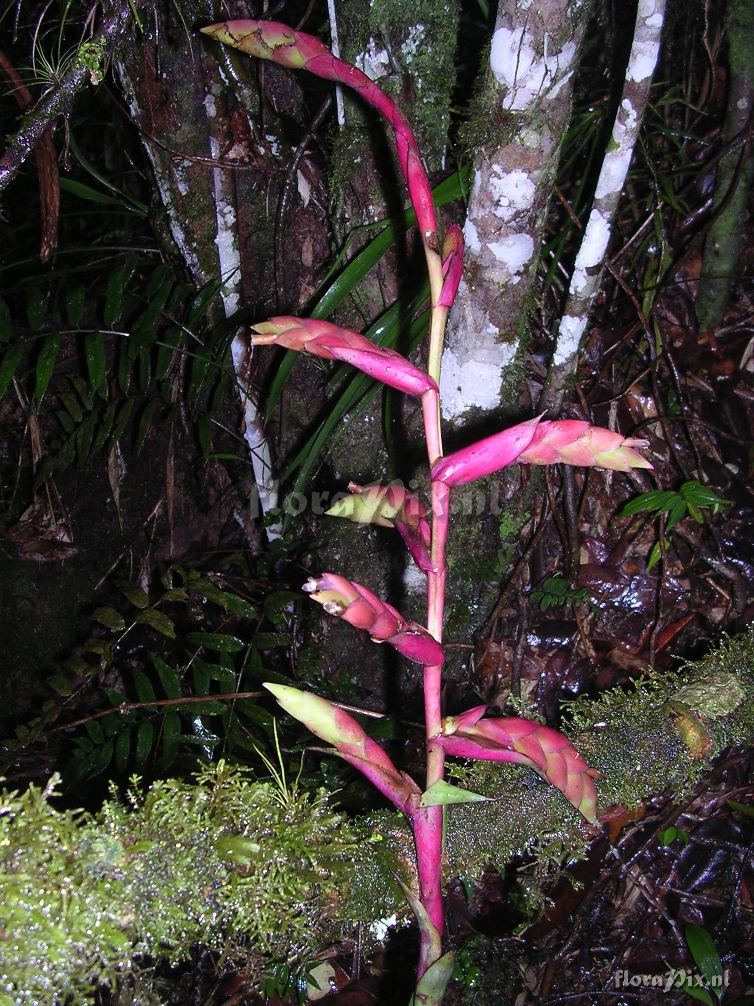 Tillandsia fendleri