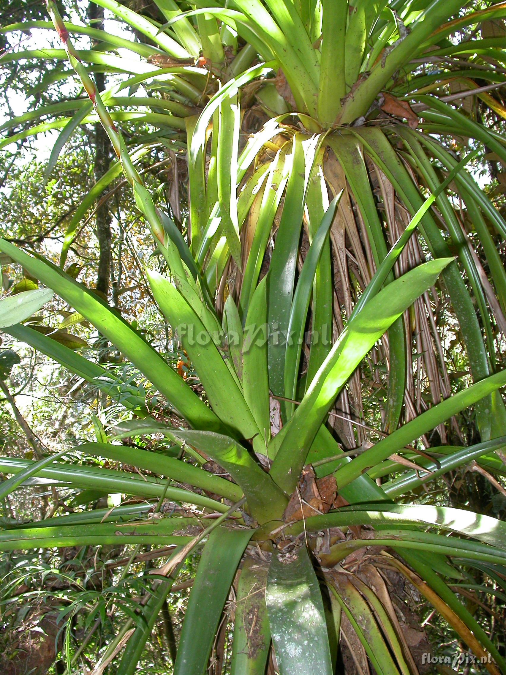 Guzmania atrocastanea H. Luther