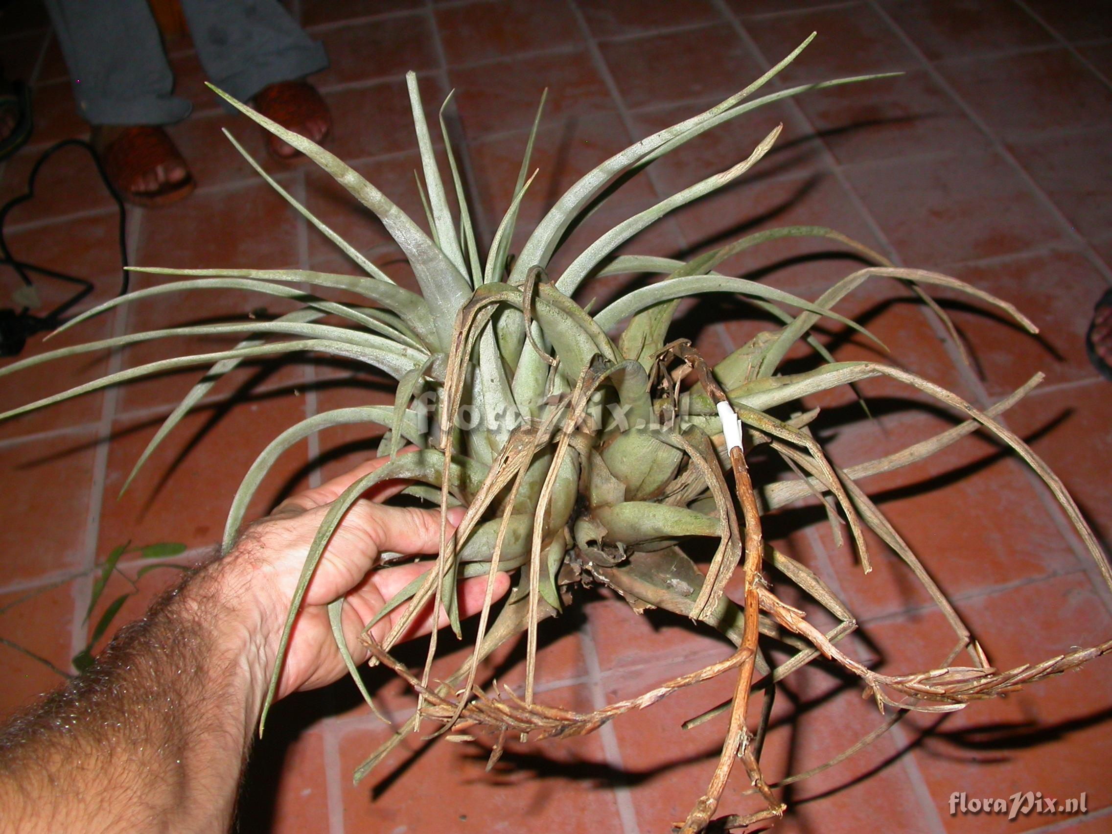 Tillandsia hitchkockiana (L.B. Sm.) L.B. Sm.