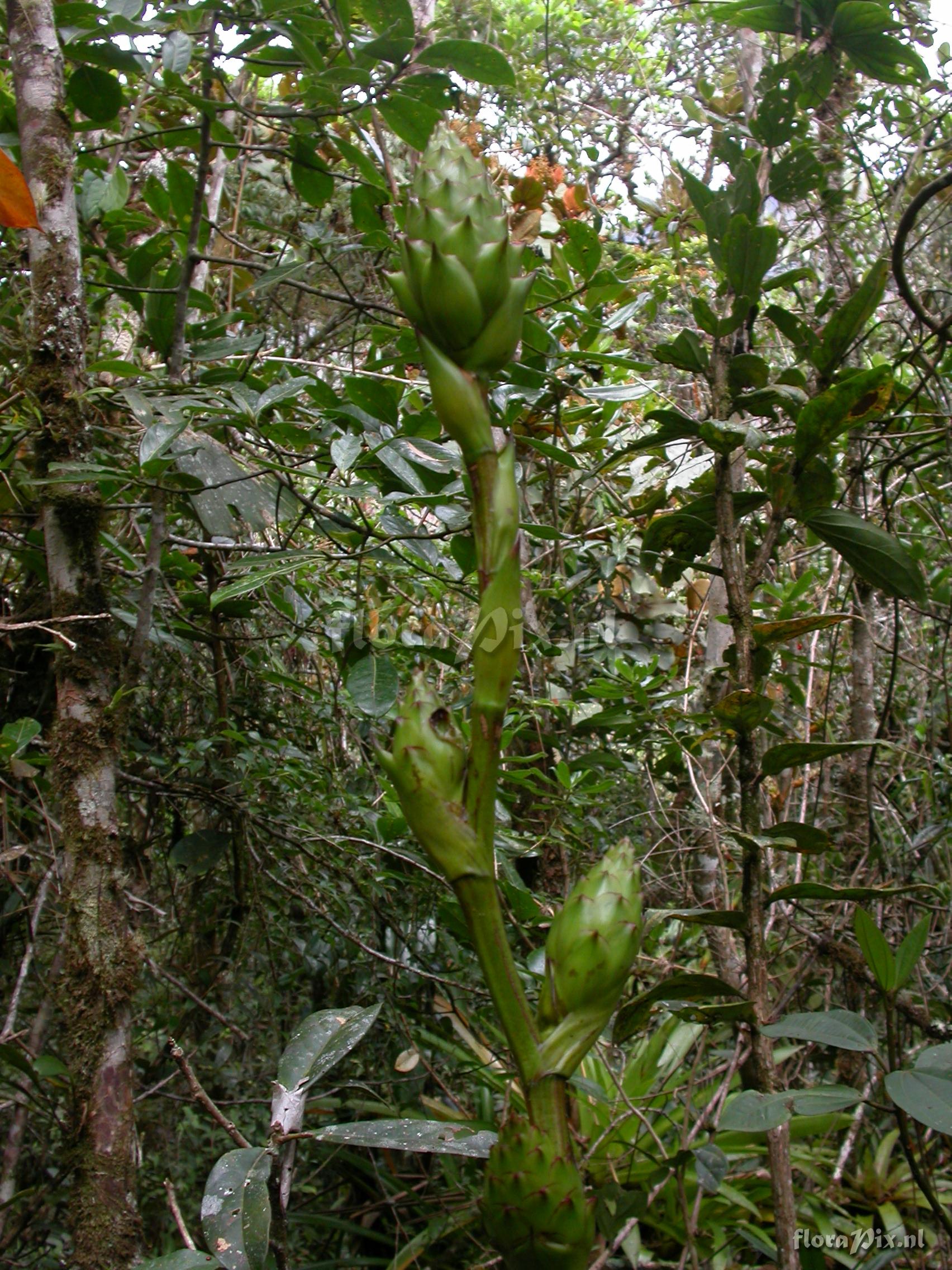 Guzmania atrocastanea H. Luther