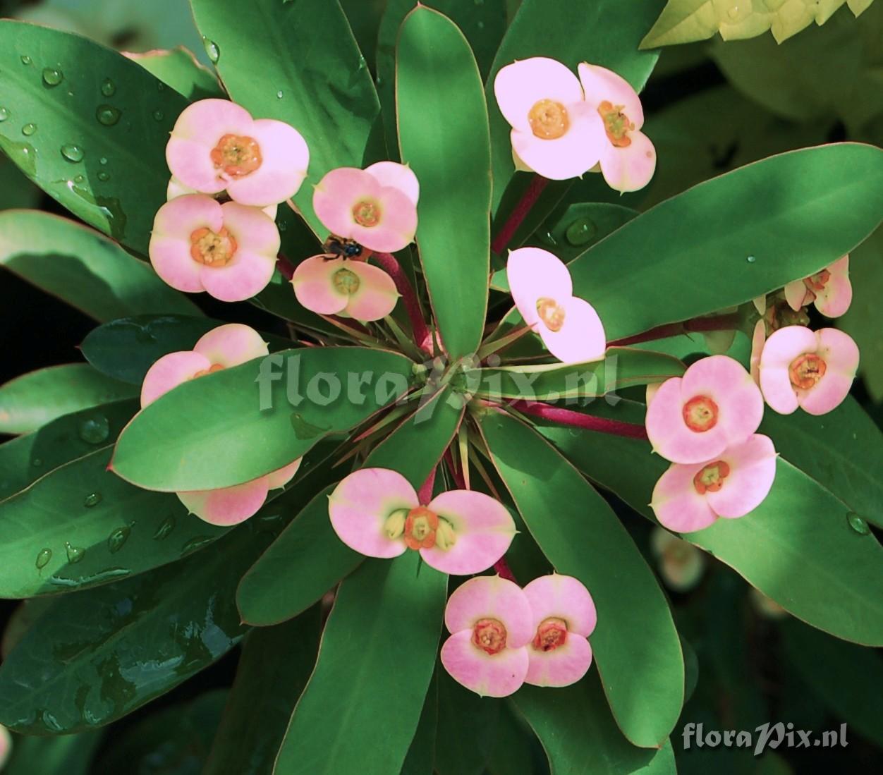 Euphorbia milli. Crown of Thorns