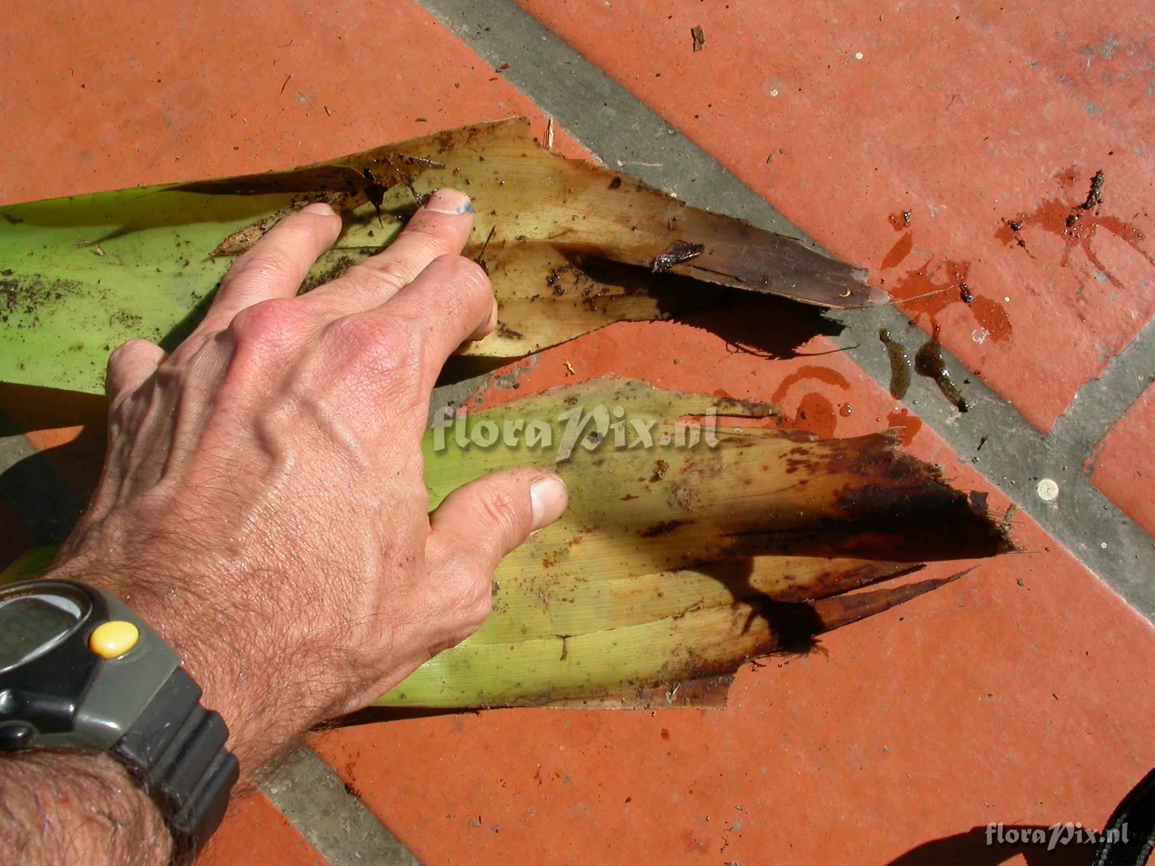 Guzmania atrocastanea H. Luther