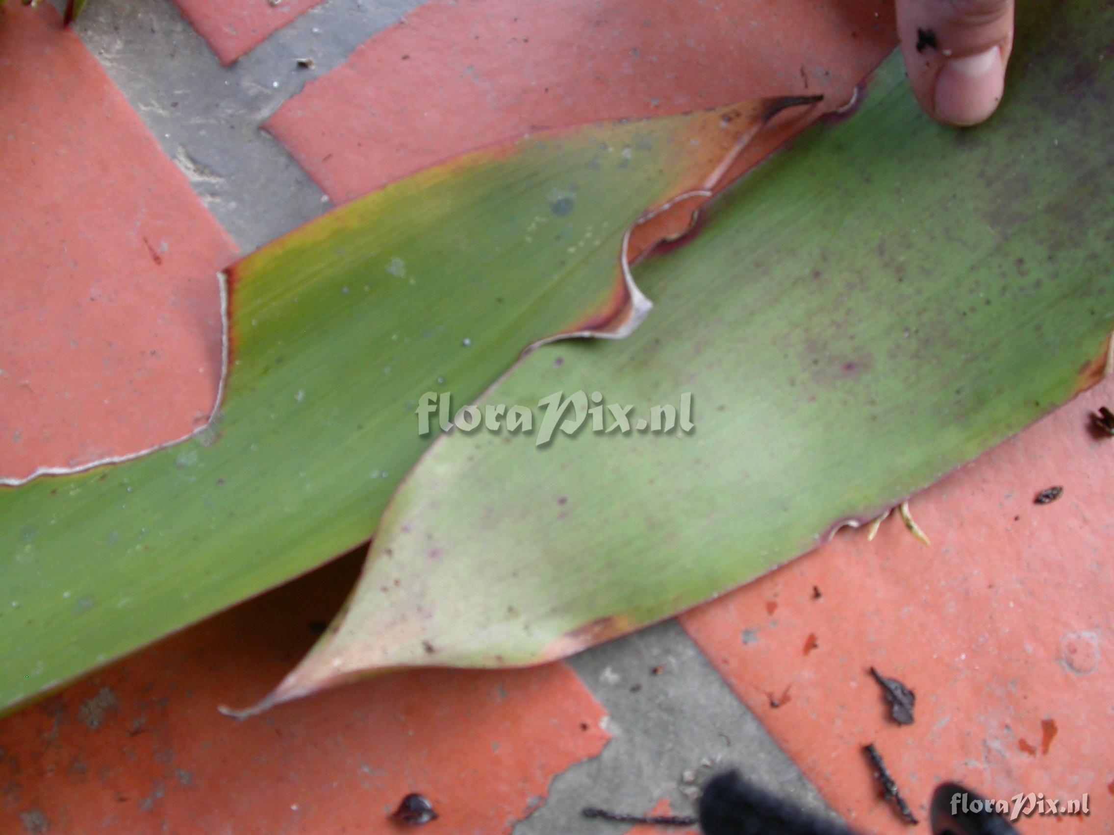 Mezobromelia fulgens L.B. Sm.