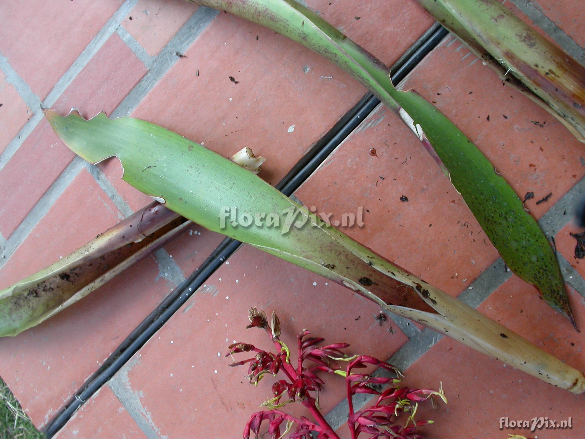 Mezobromelia fulgens L.B. Sm.