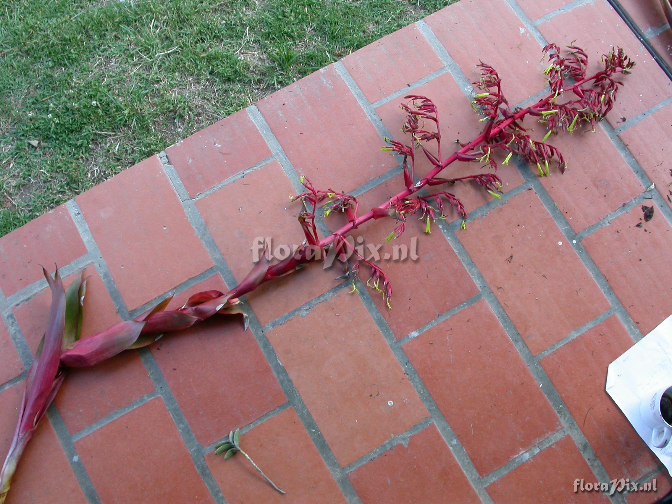 Mezobromelia fulgens L.B. Sm.