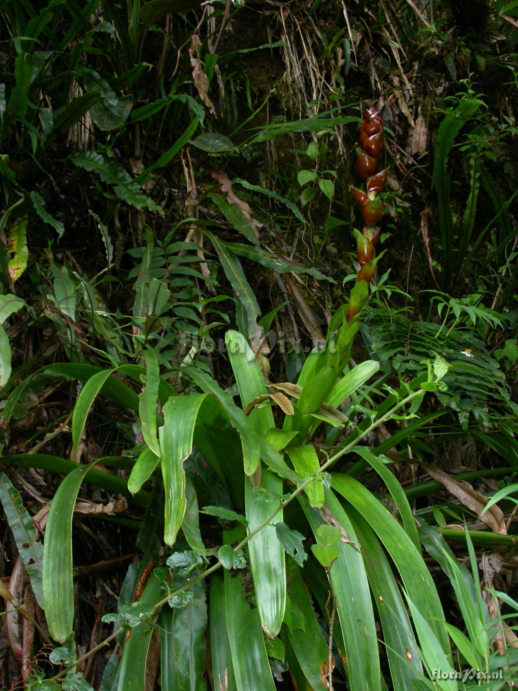 Guzmania xipholepis L.B. Sm.