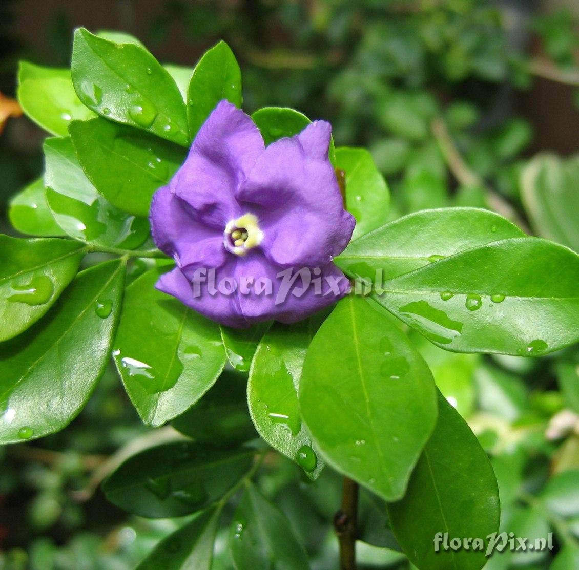 Brunfelsia sp. Floral branch