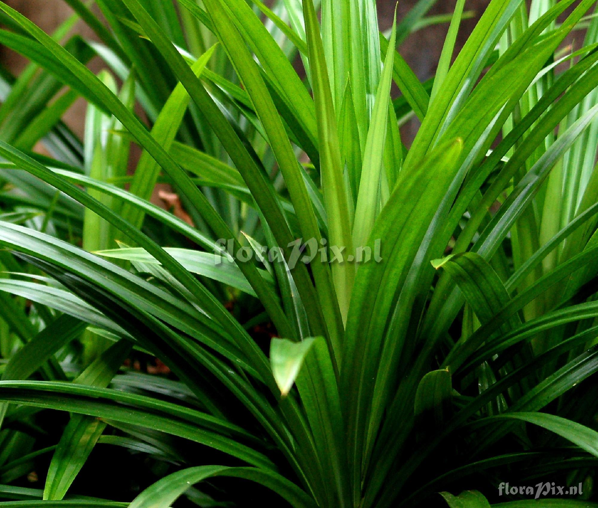 Pandanus latifolius Pandanaceae