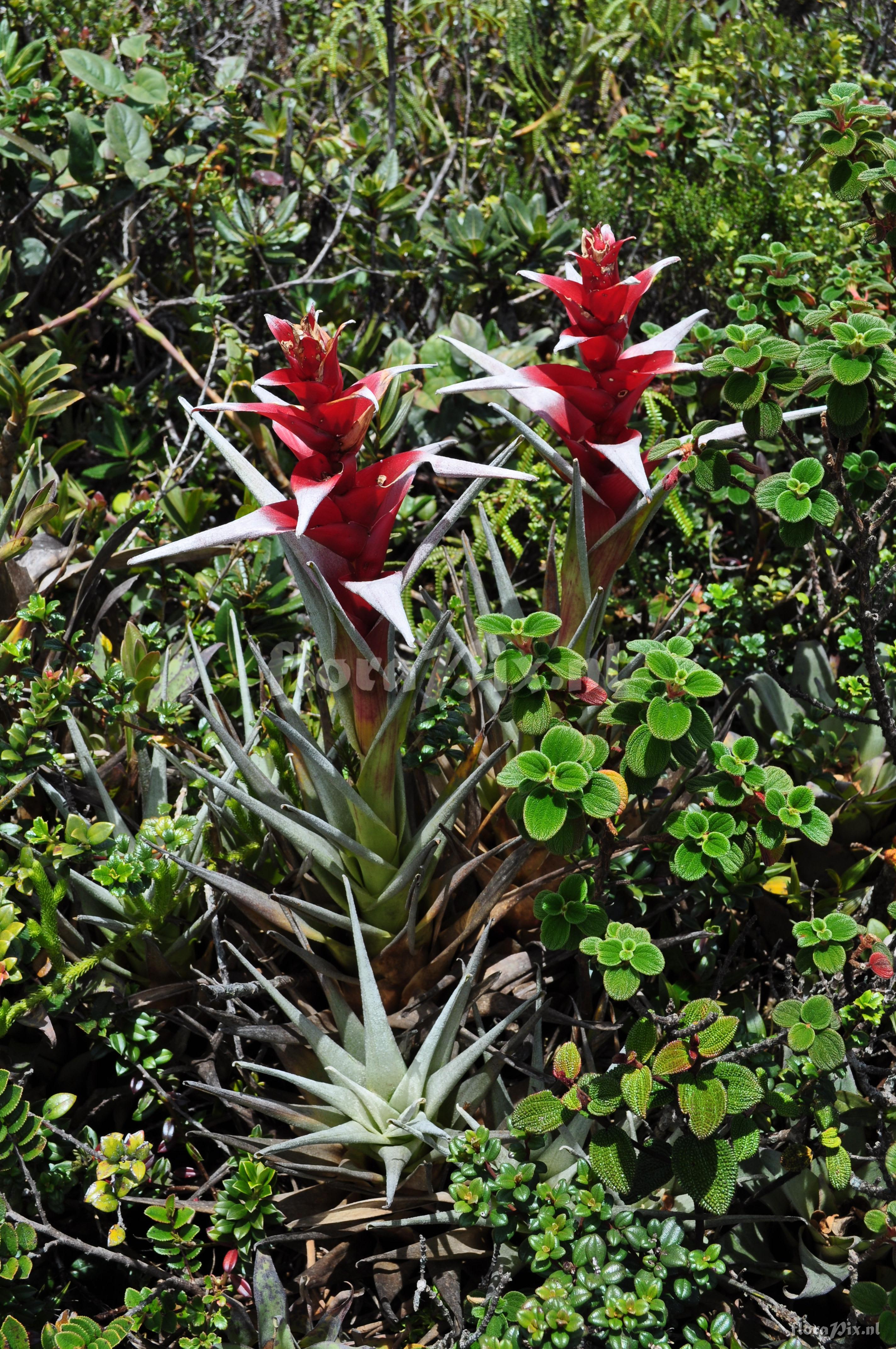 Guzmania aff. lychnis