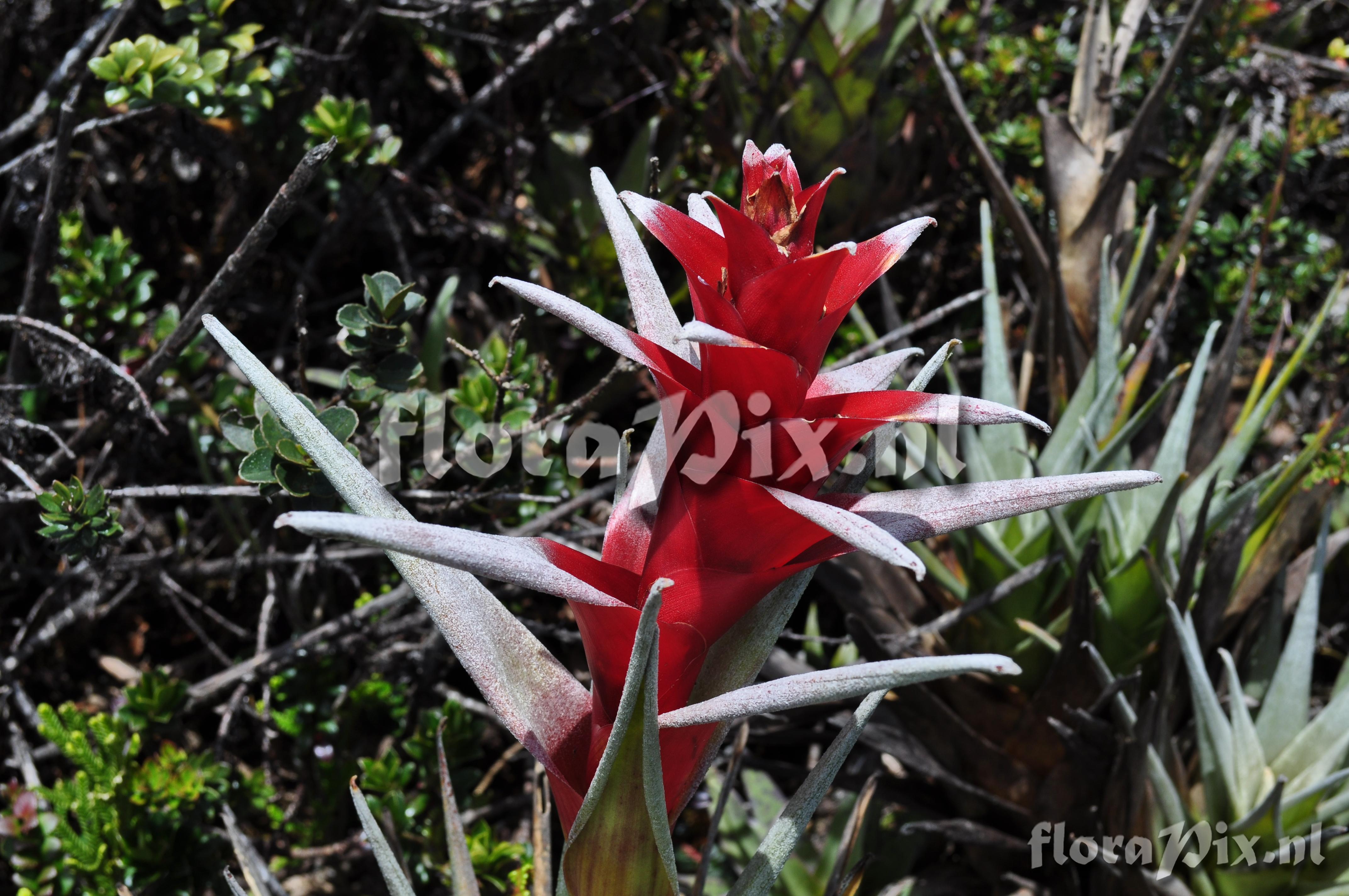 Guzmania aff. lychnis