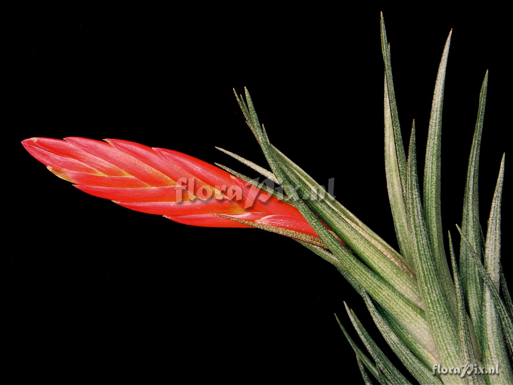 Tillandsia caulescens