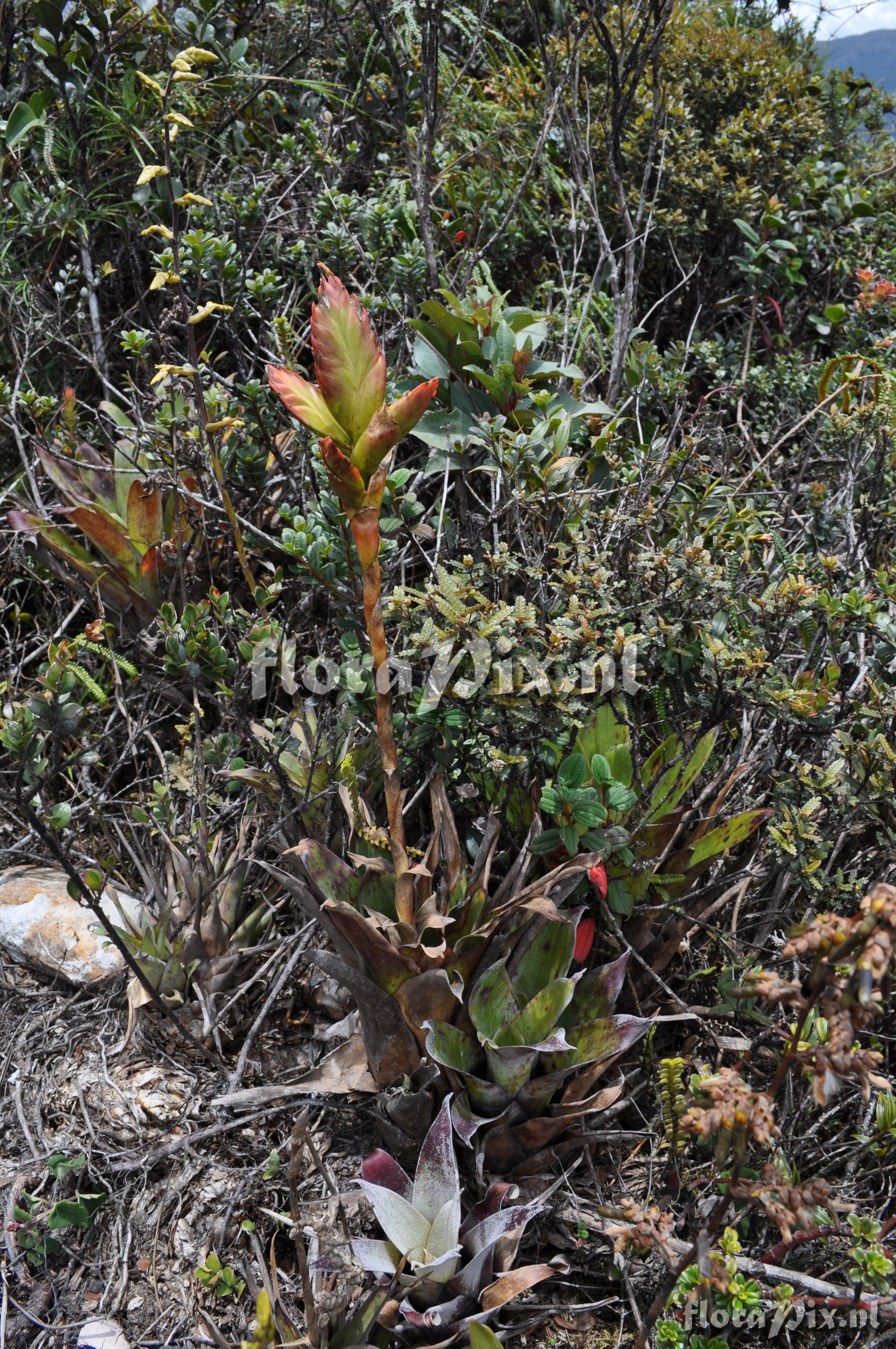 Tillandsia  