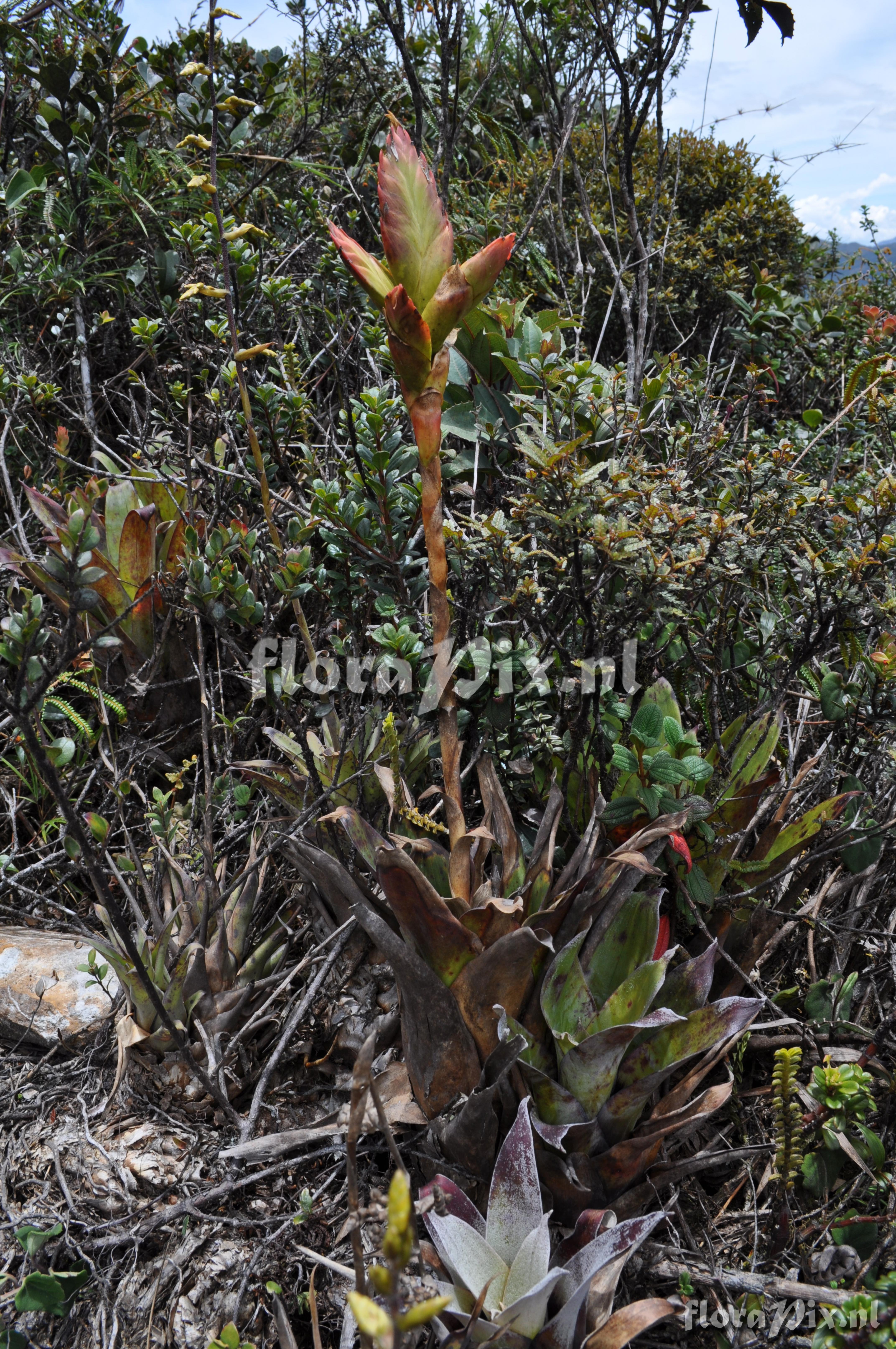 Tillandsia  