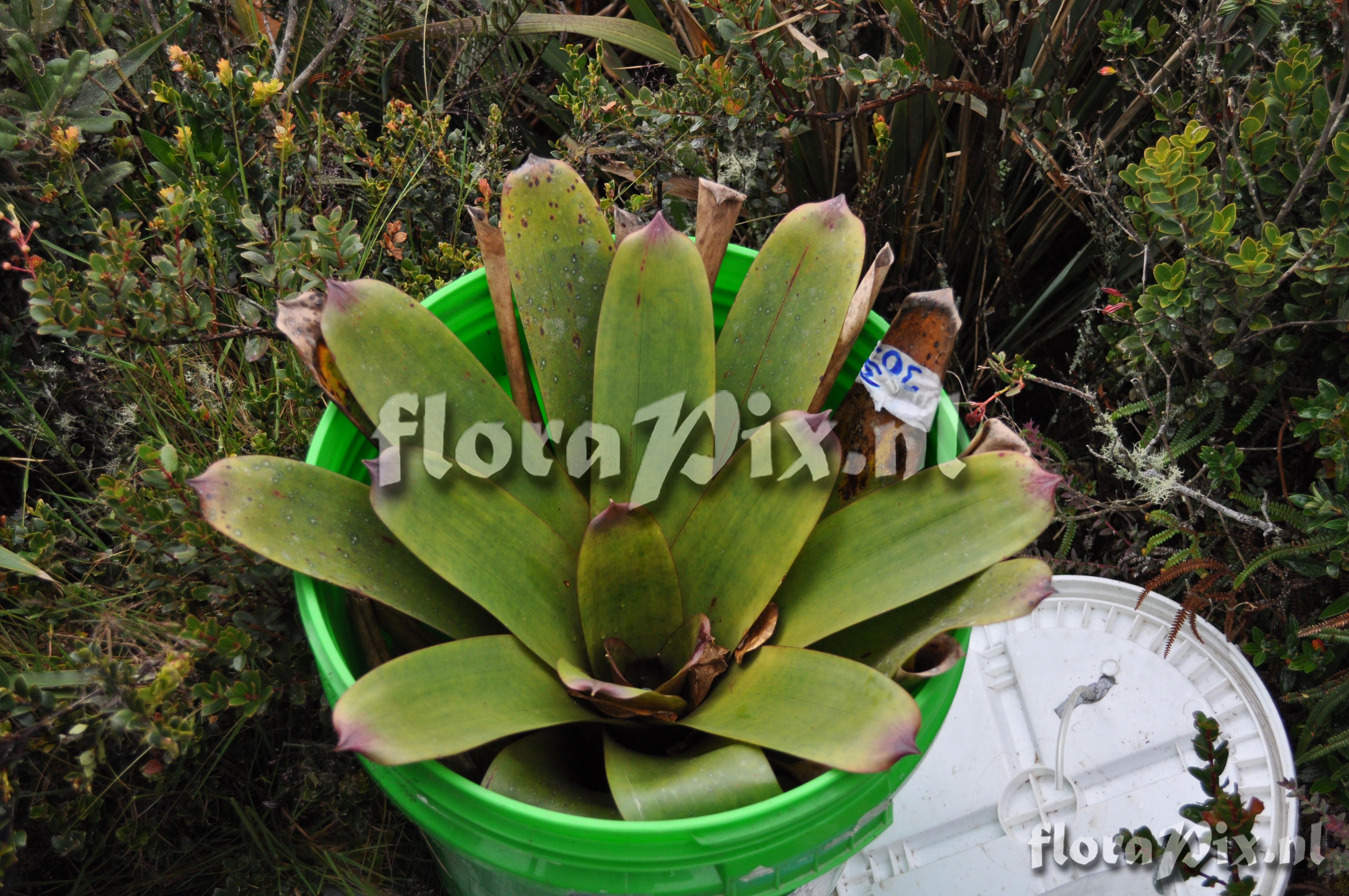 Mezobromelia fulgens 