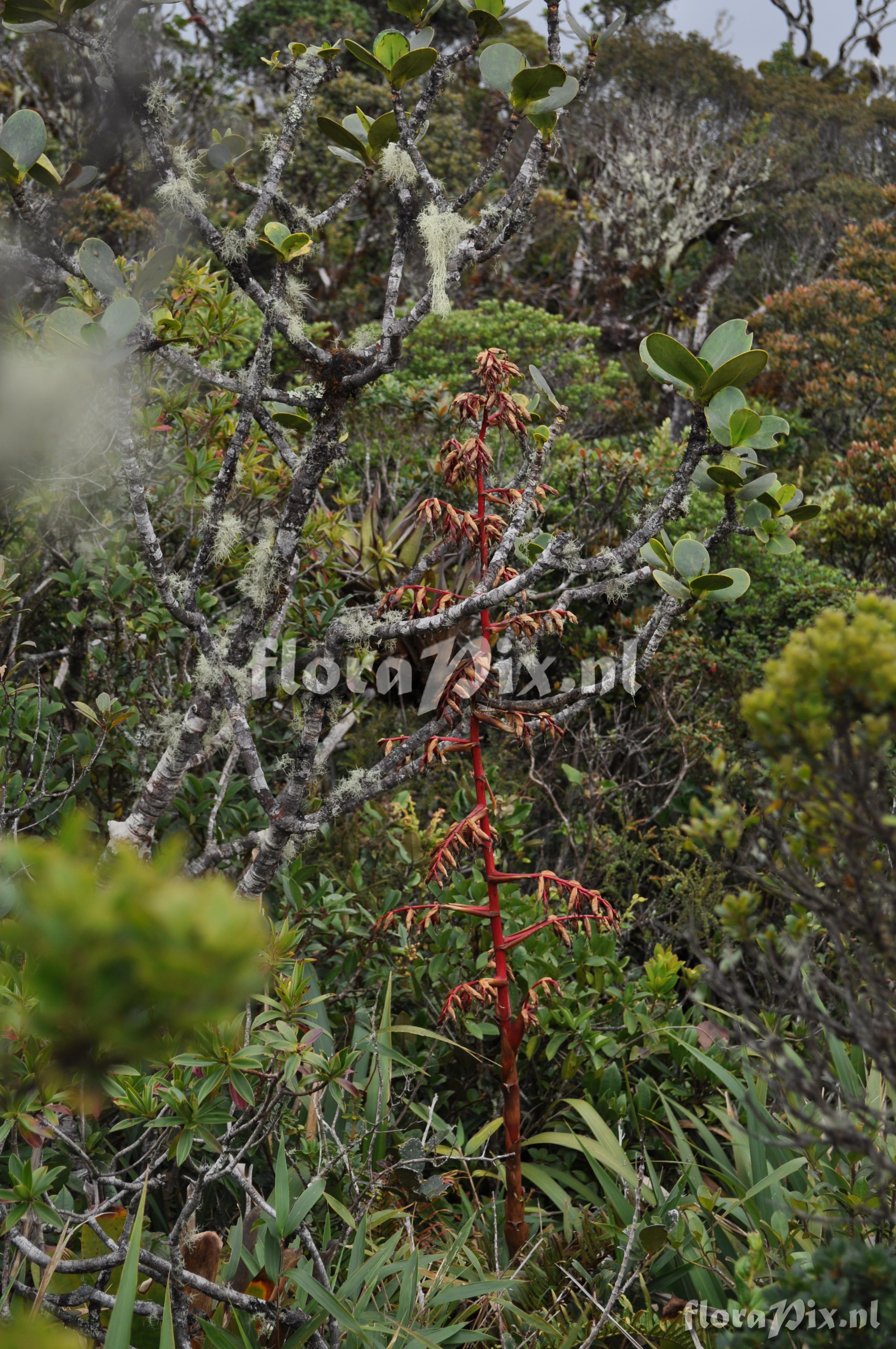 Mezobromelia fulgens 