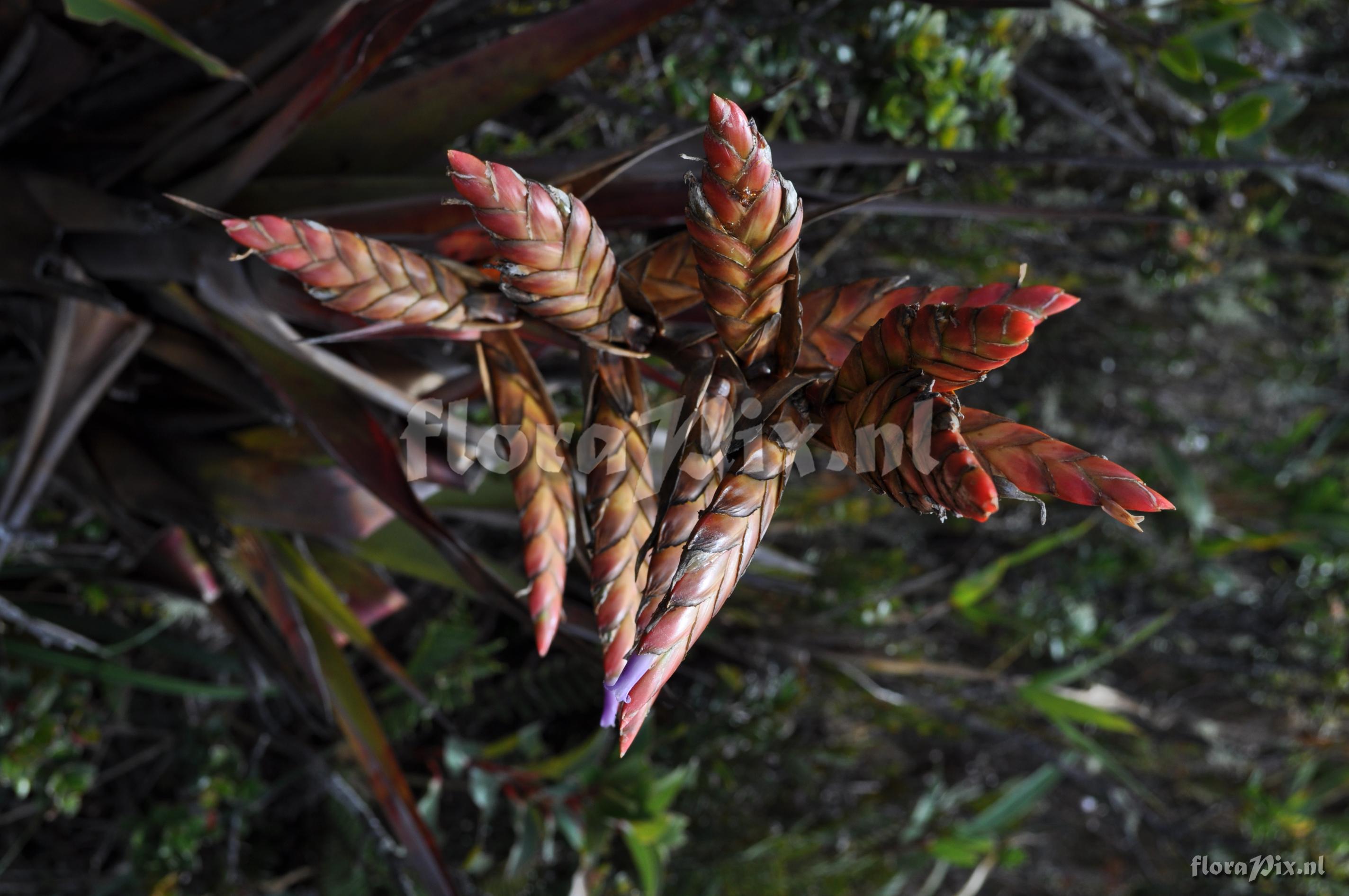 Tillandsia confinis L.B. Sm.